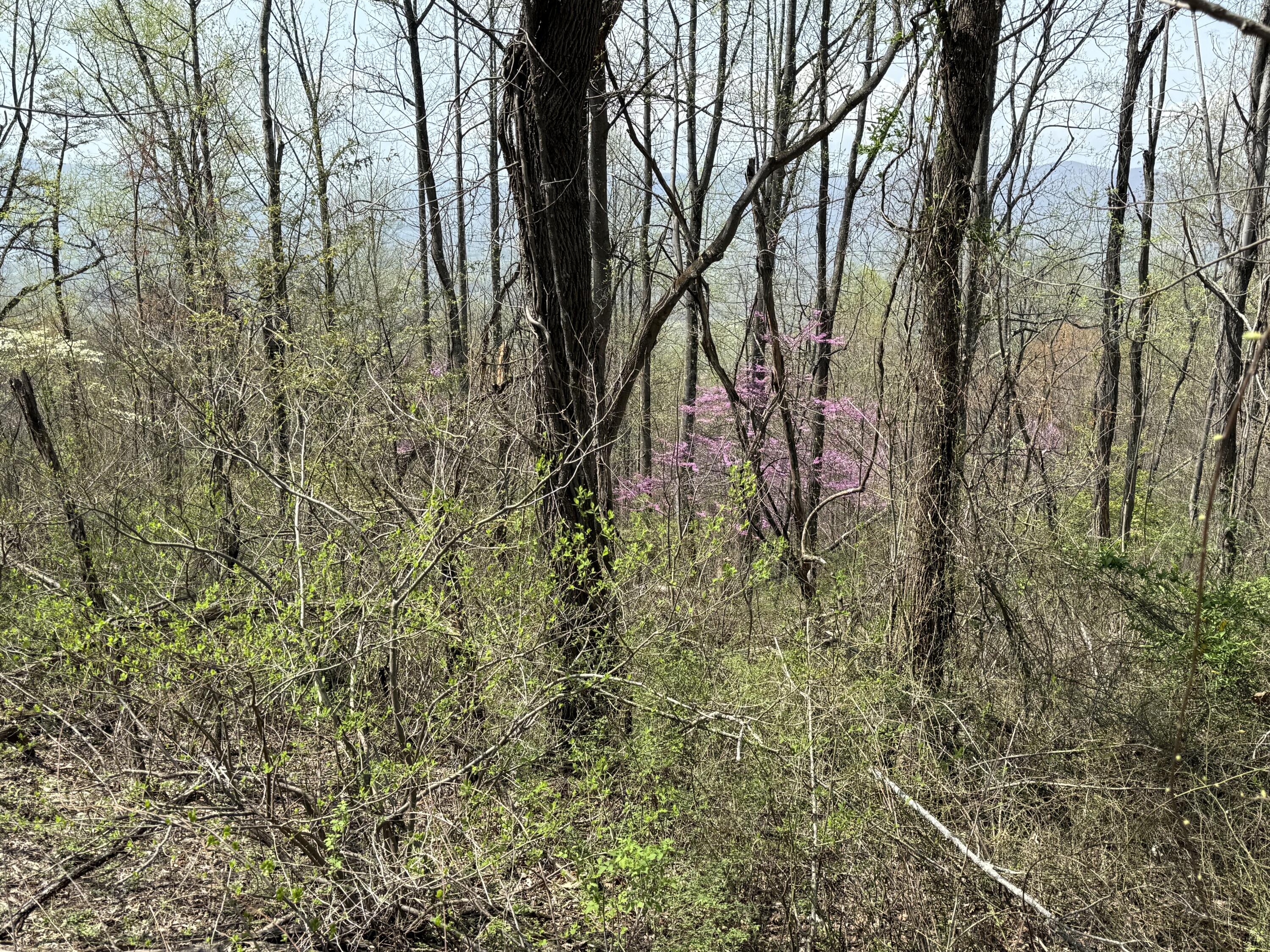 Lot 2 Murray Hollow Rd, Thaxton, Virginia image 7