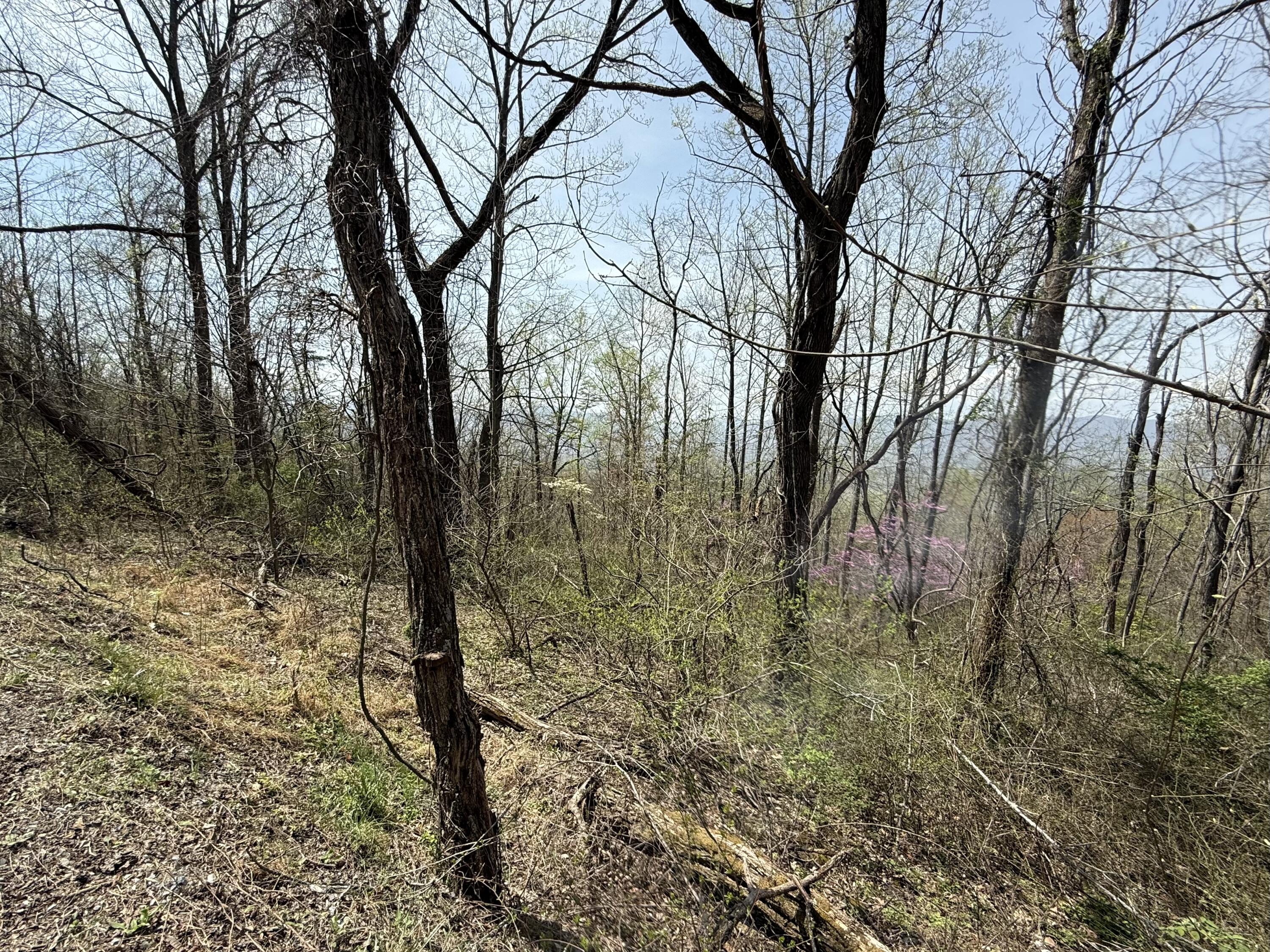 Lot 2 Murray Hollow Rd, Thaxton, Virginia image 8