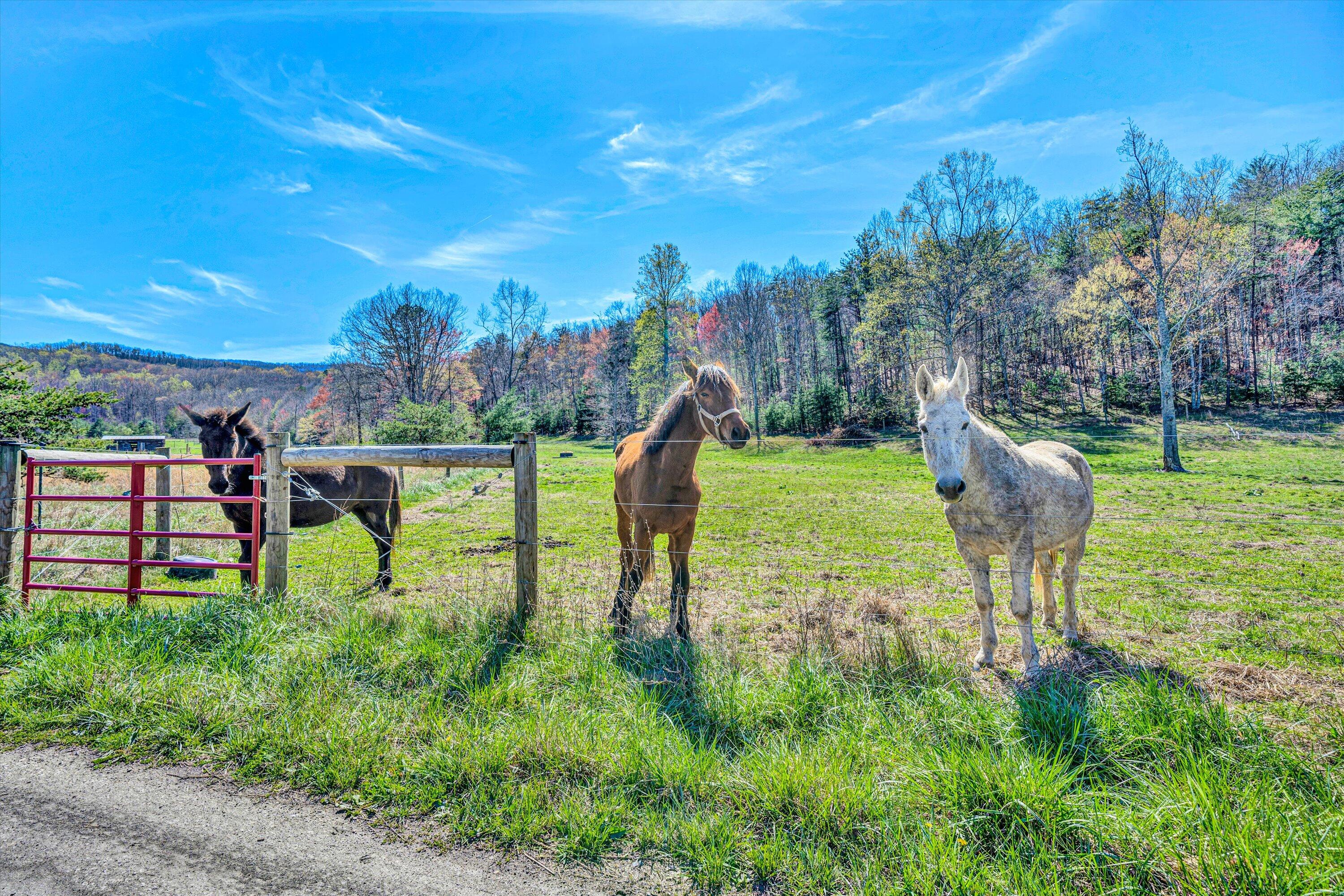 657 Meadows Ln, New Castle, Virginia image 5
