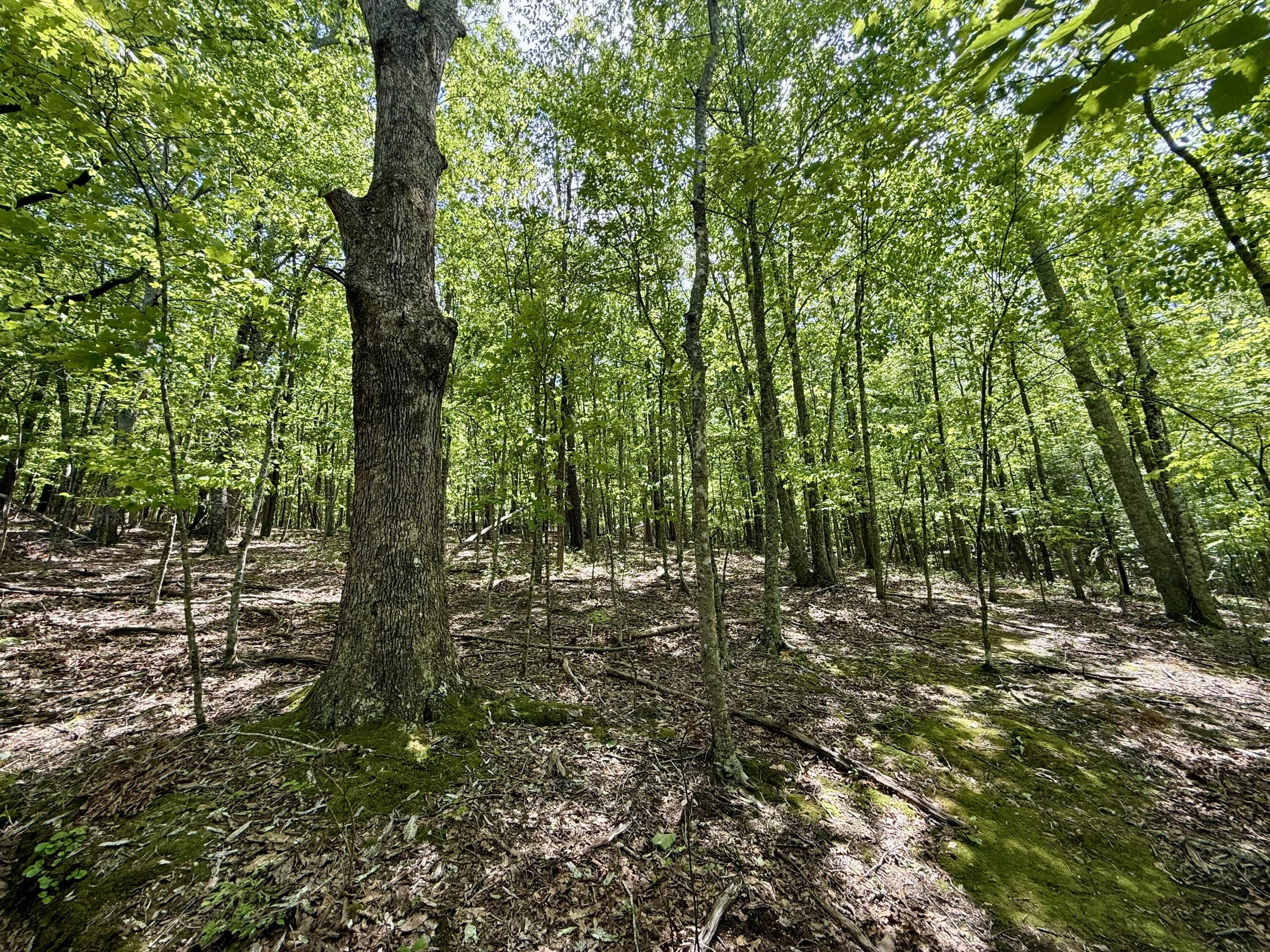 7750 Dicks Creek Rd, New Castle, Virginia image 16