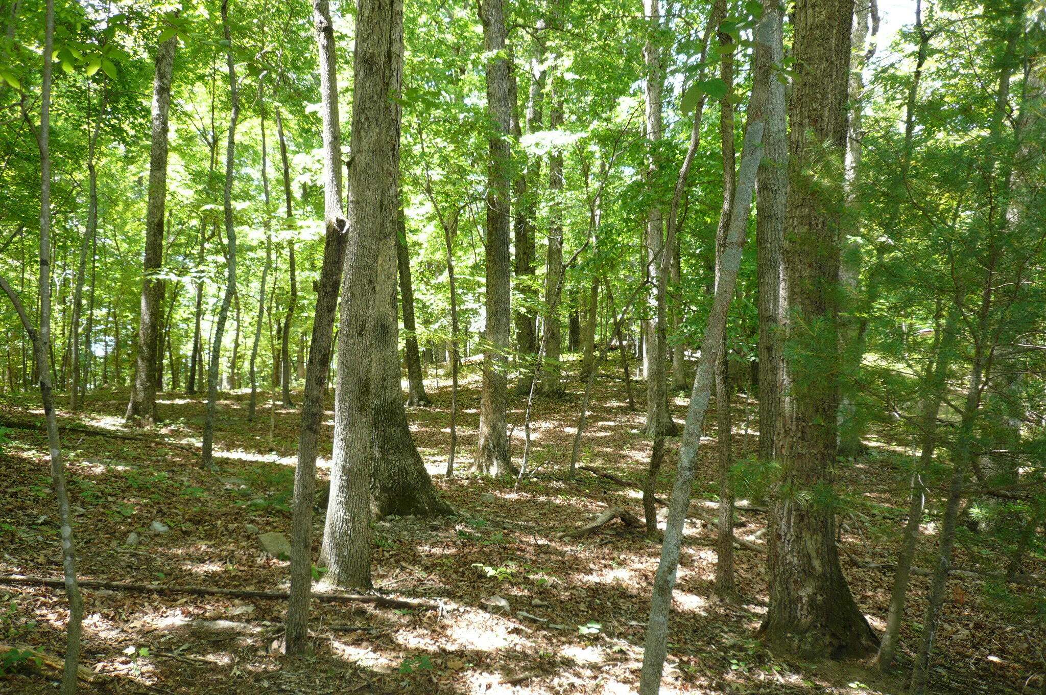 Givens Tyler Rd, Salem, Virginia image 3