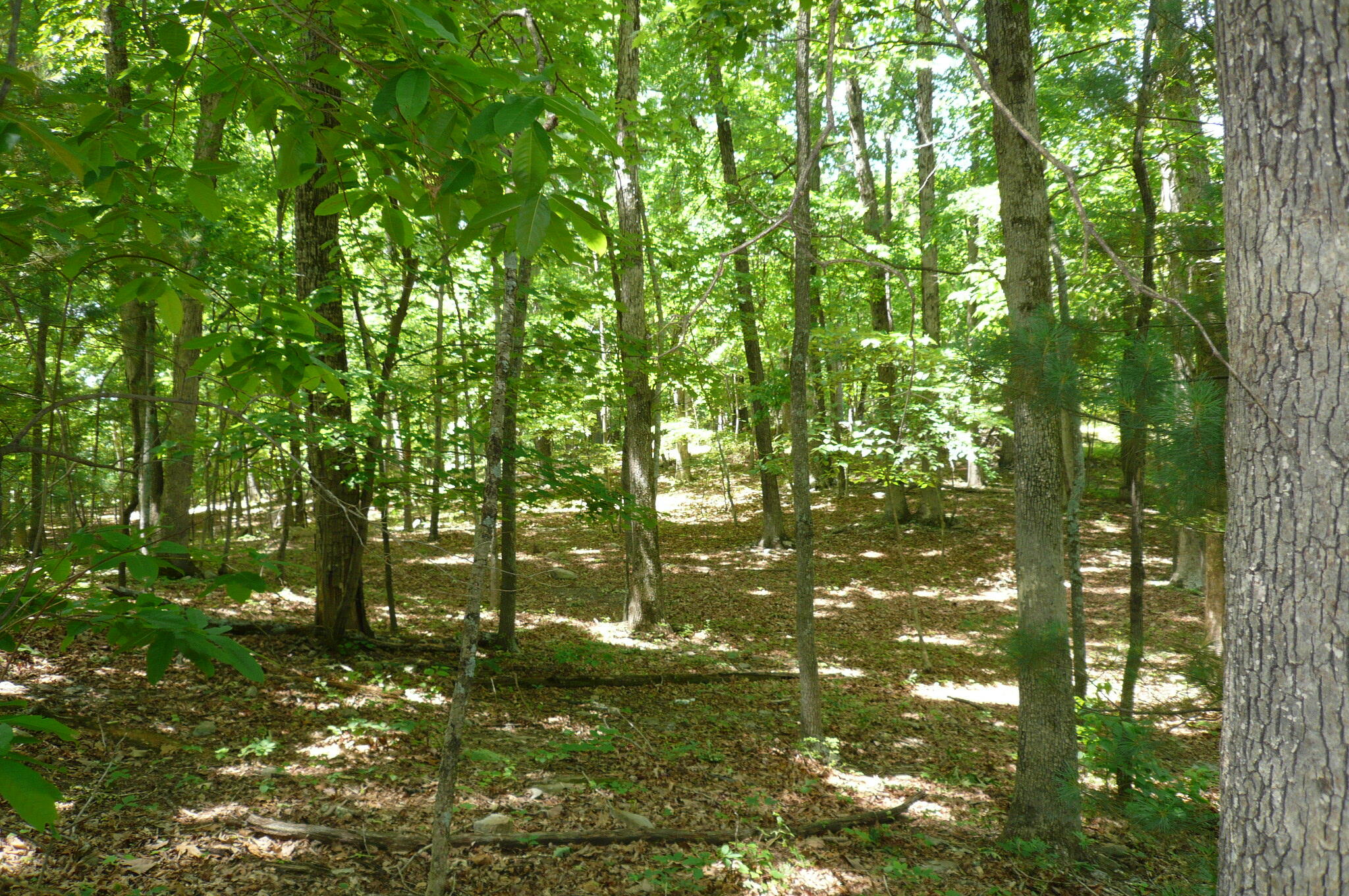 Givens Tyler Rd, Salem, Virginia image 1