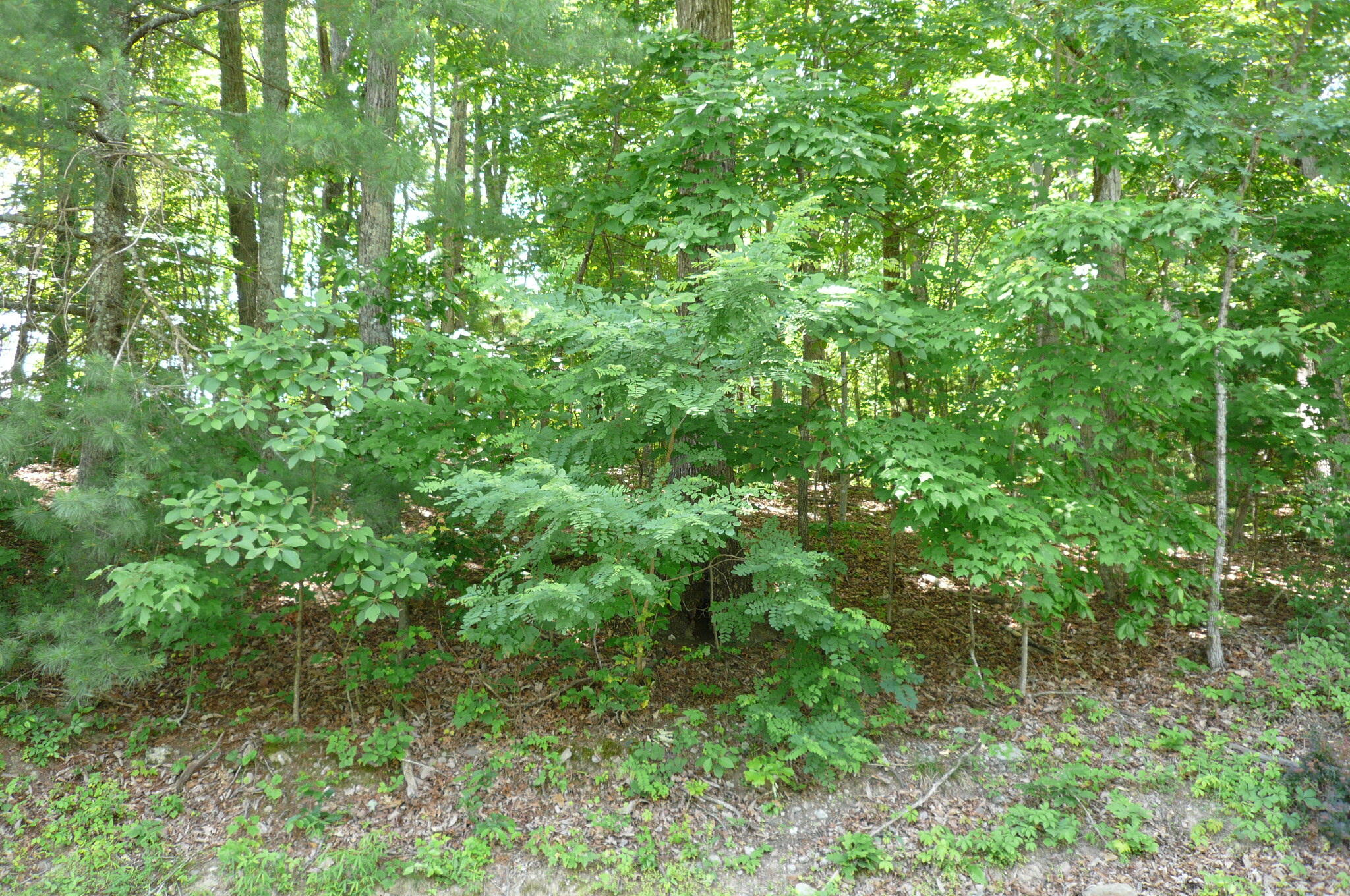 Givens Tyler Rd, Salem, Virginia image 2