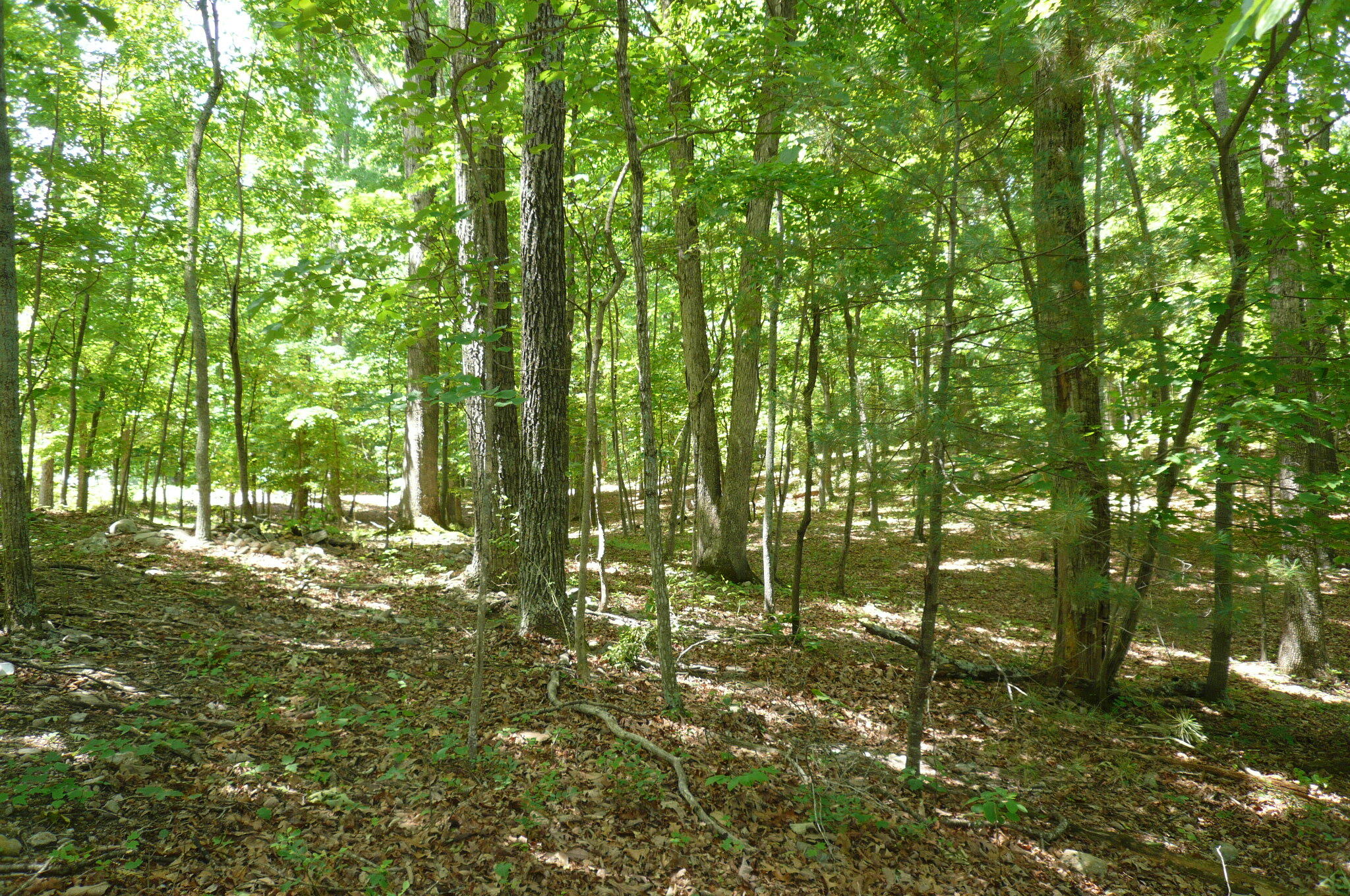 Givens Tyler Rd, Salem, Virginia image 4