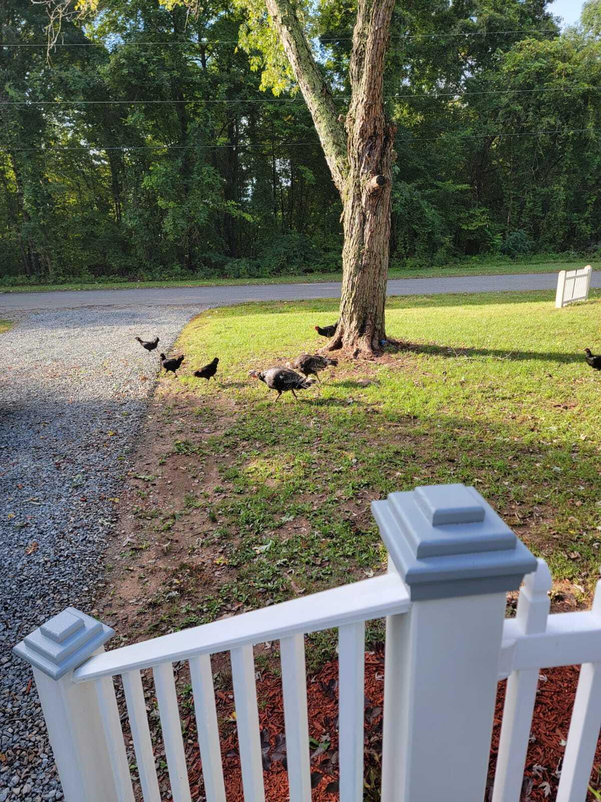 640 Cooks Knob Rd, Ferrum, Virginia image 50