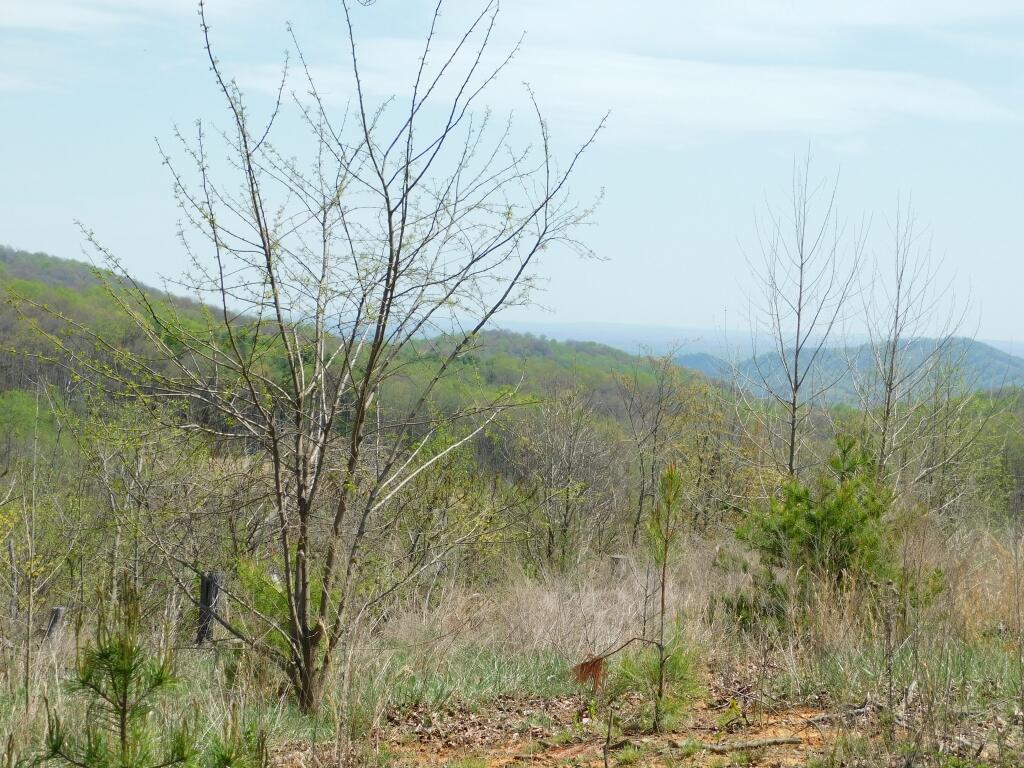 Wooldridge Rd, Blue Ridge, Virginia image 18