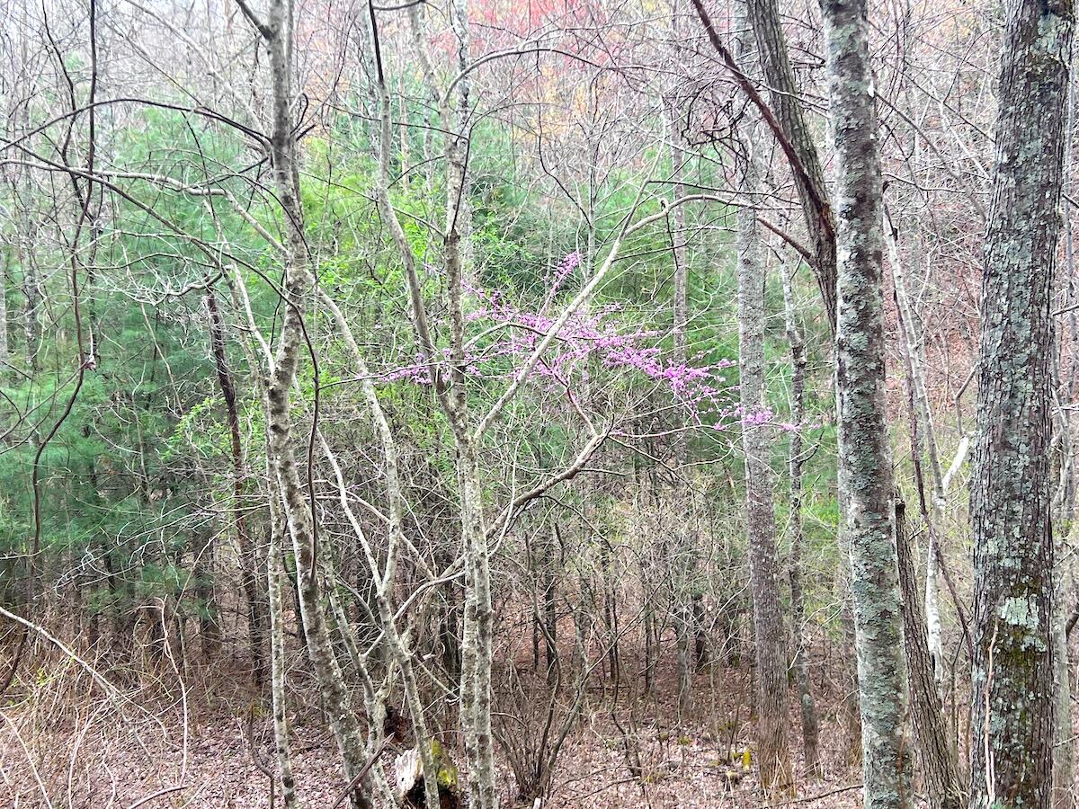 Willard Creek Ln, Stuart, Virginia image 41