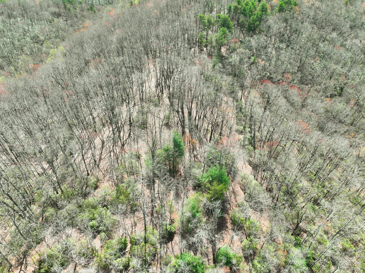 Willard Creek Ln, Stuart, Virginia image 12
