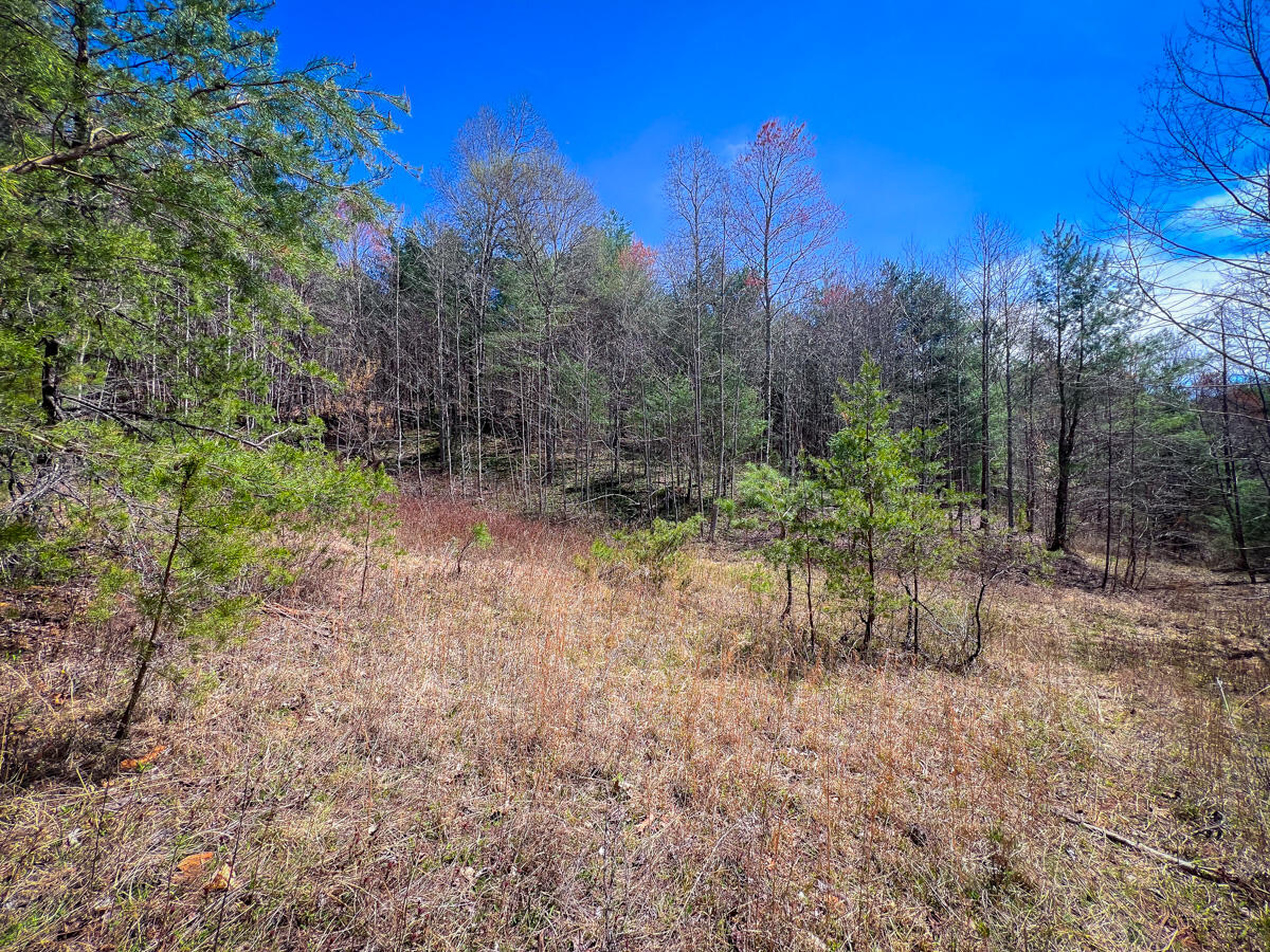 Willard Creek Ln, Stuart, Virginia image 28