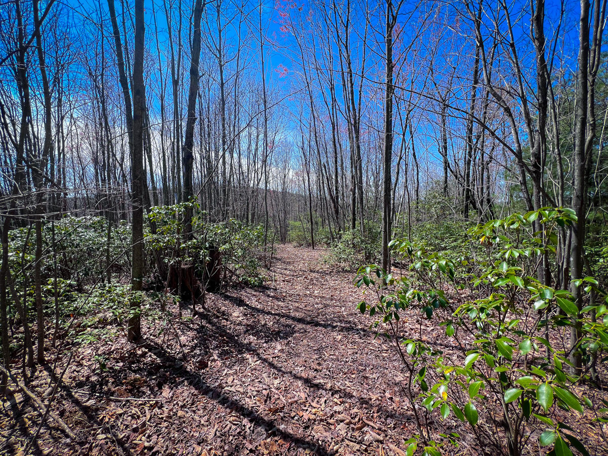 Willard Creek Ln, Stuart, Virginia image 24