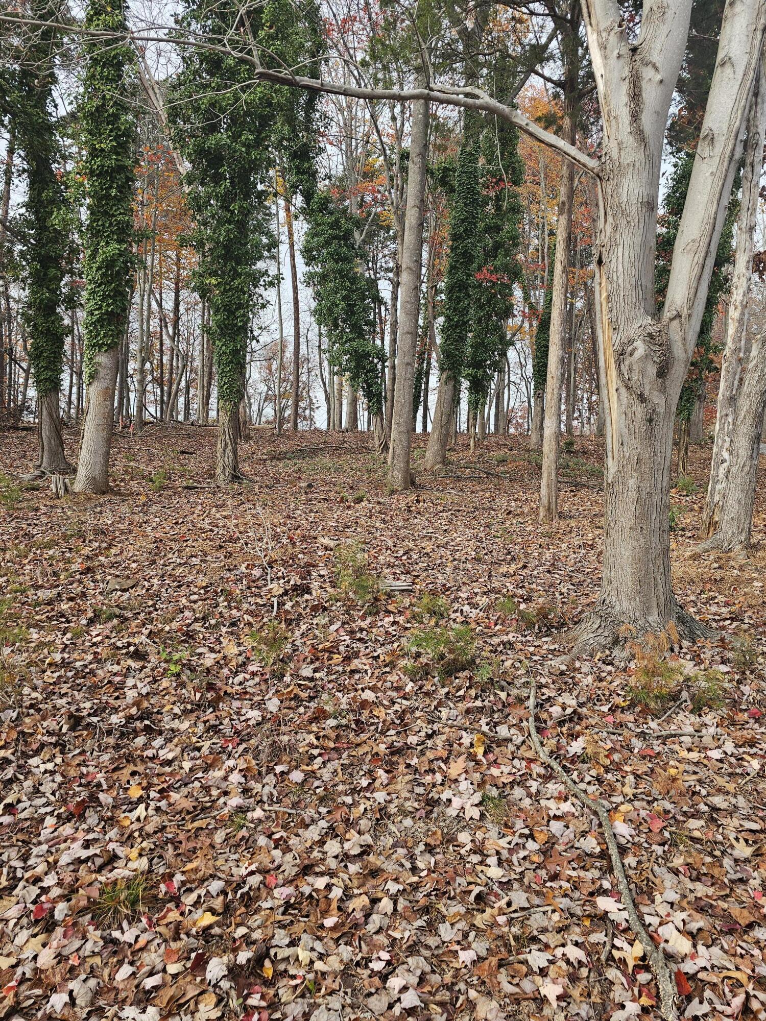 Lot 3 Sigh N Pine Rd, Huddleston, Virginia image 37