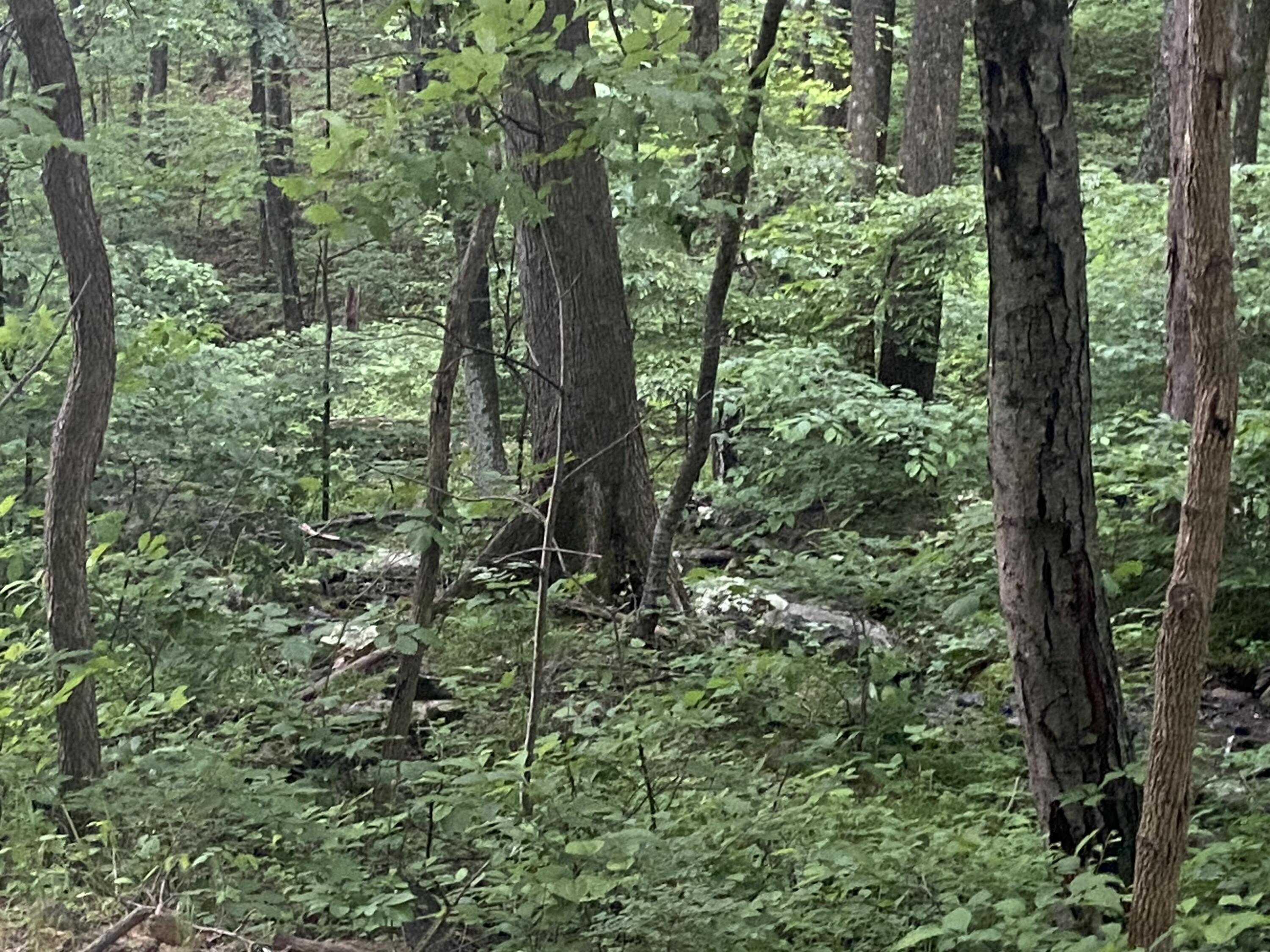 Sawmill Rd, Bedford, Virginia image 6