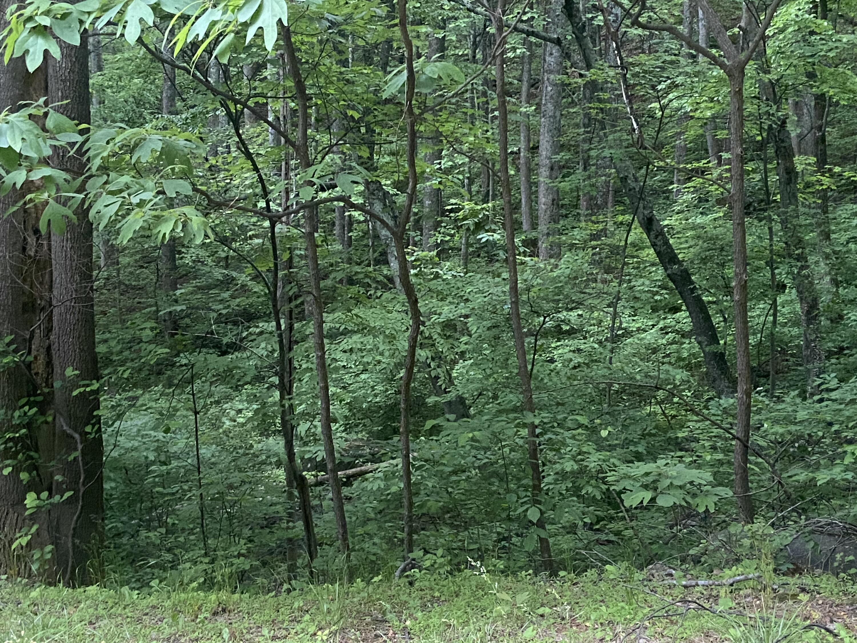 Sawmill Rd, Bedford, Virginia image 4