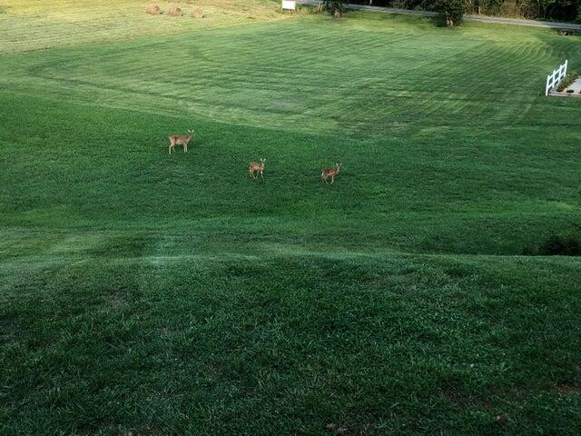 Roanoke, Virginia 24018, United States, 3 Bedrooms Bedrooms, ,2 BathroomsBathrooms,Residential,Active,208505