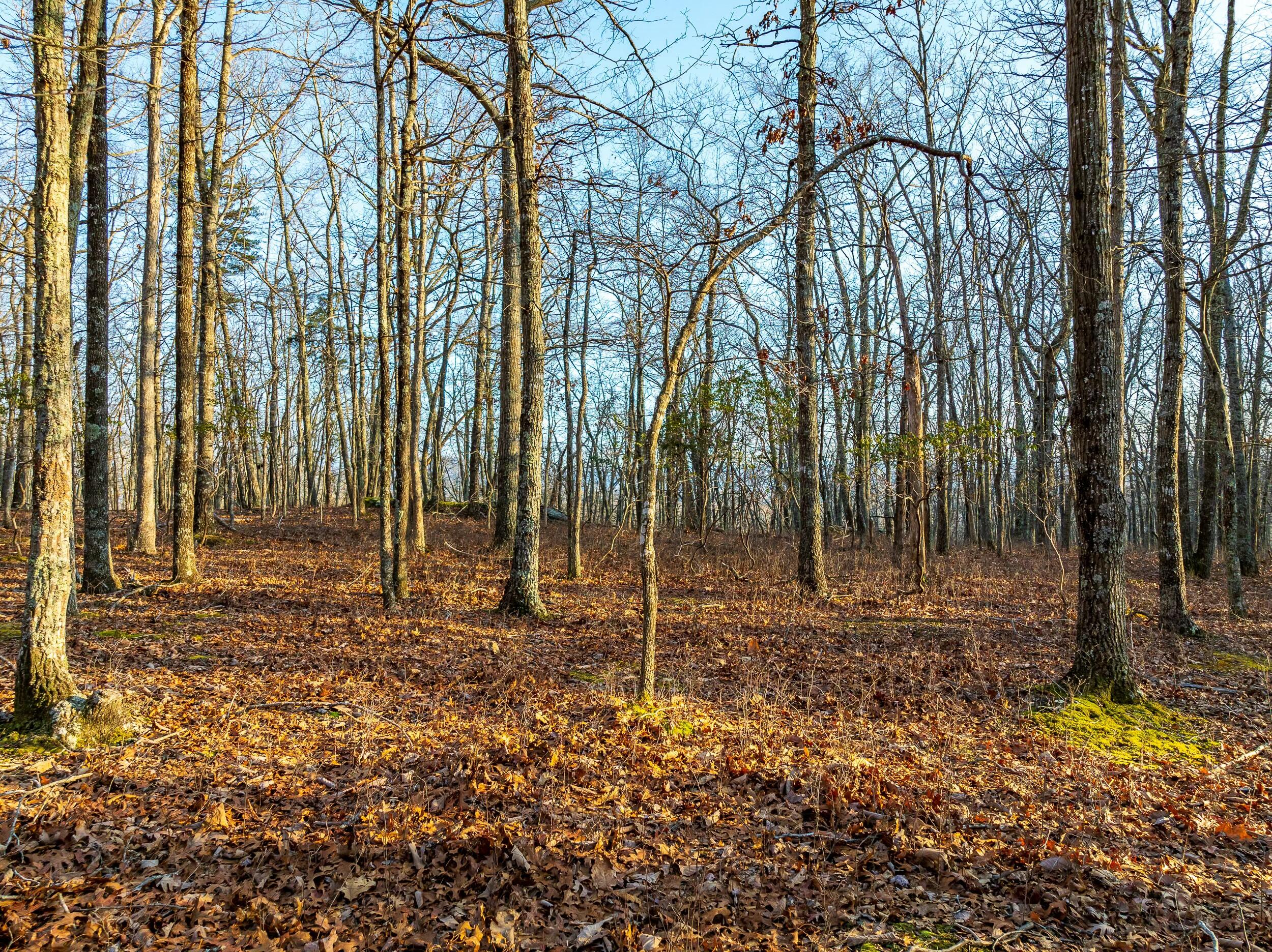 4510 Pearman Rd, Blacksburg, Virginia image 16