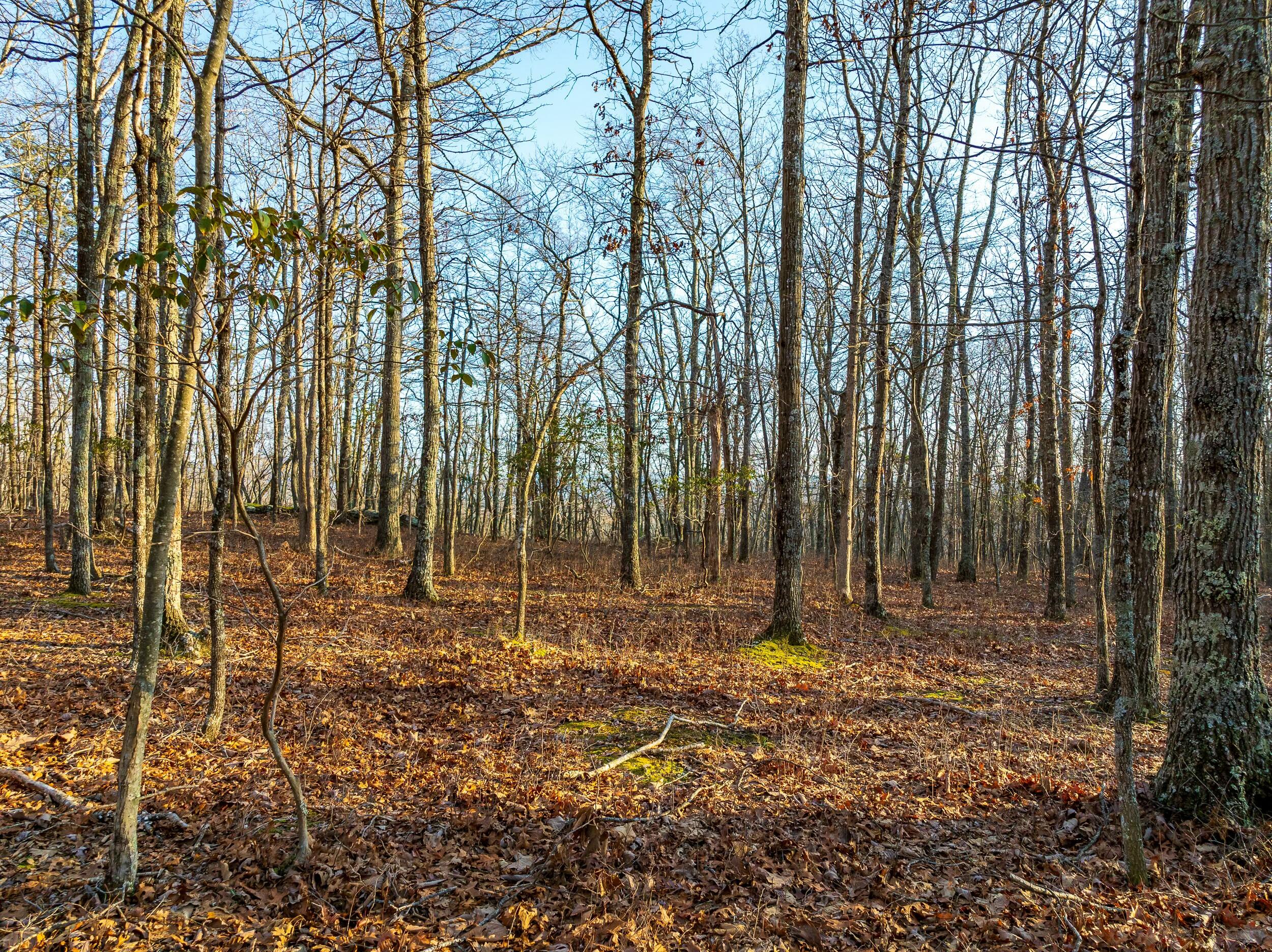 4510 Pearman Rd, Blacksburg, Virginia image 15
