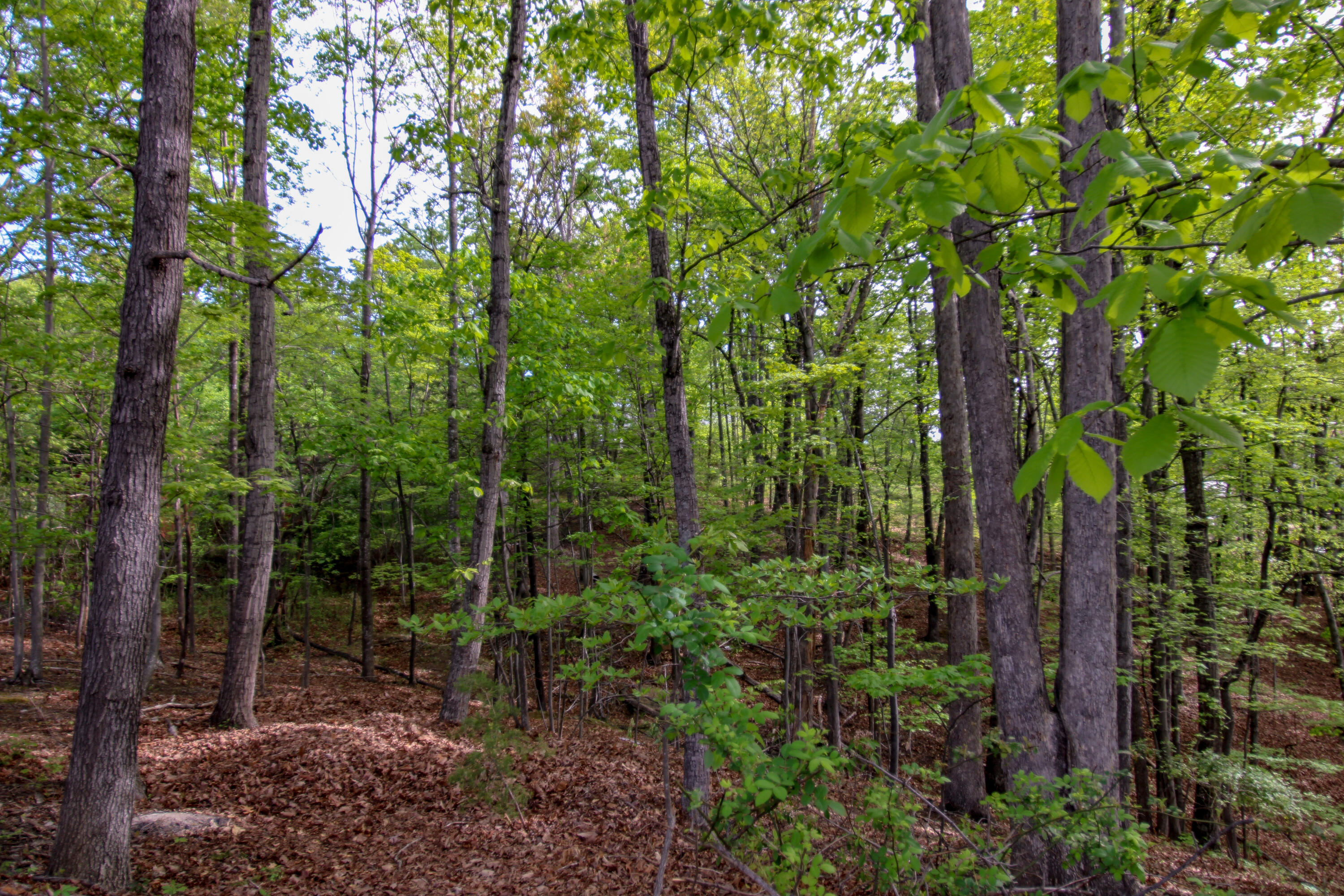 1663 Mountain Heights Dr, Salem, Virginia image 41