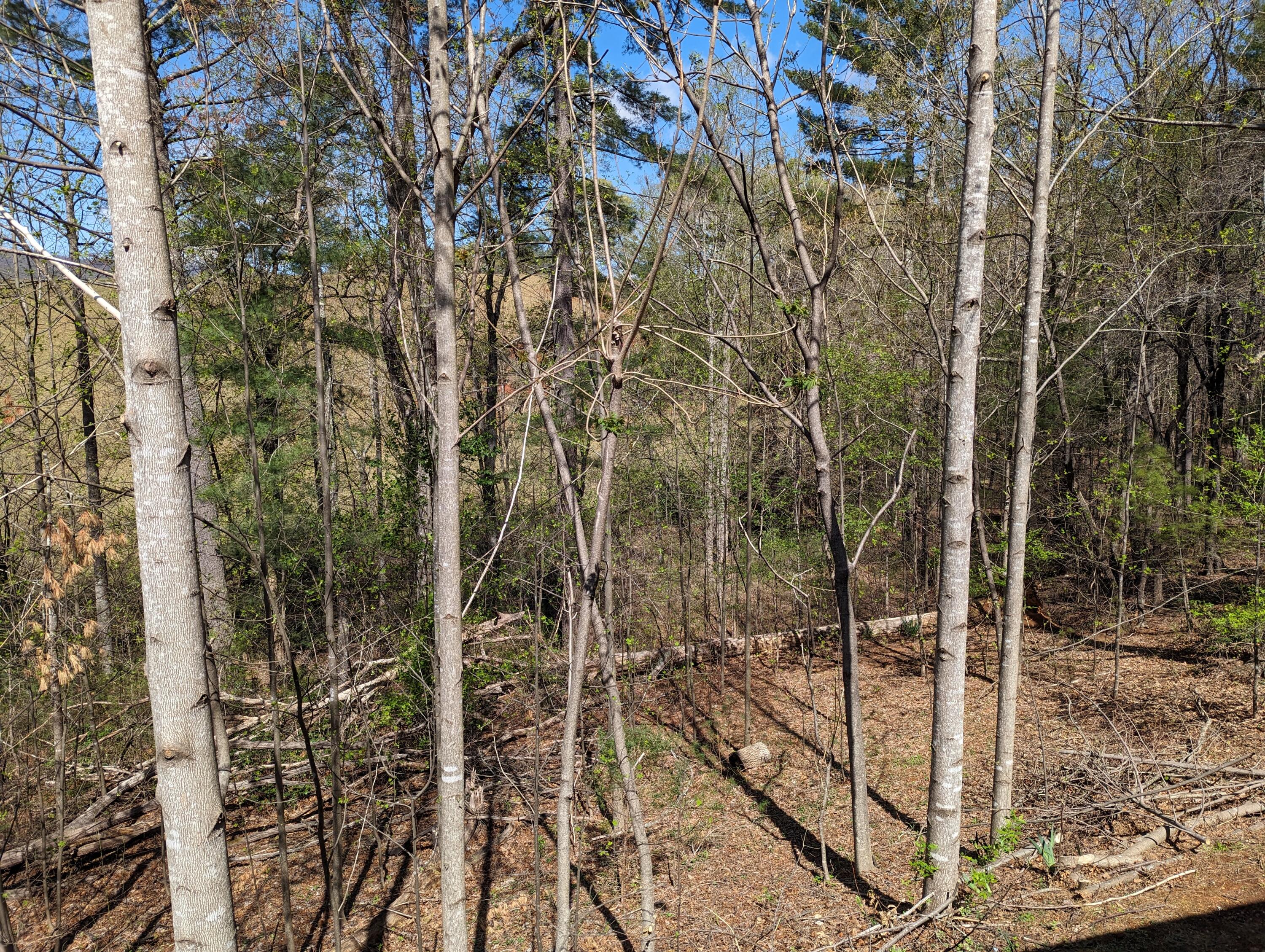 515 Sweetbriar Ln Ln, Boones Mill, Virginia image 44