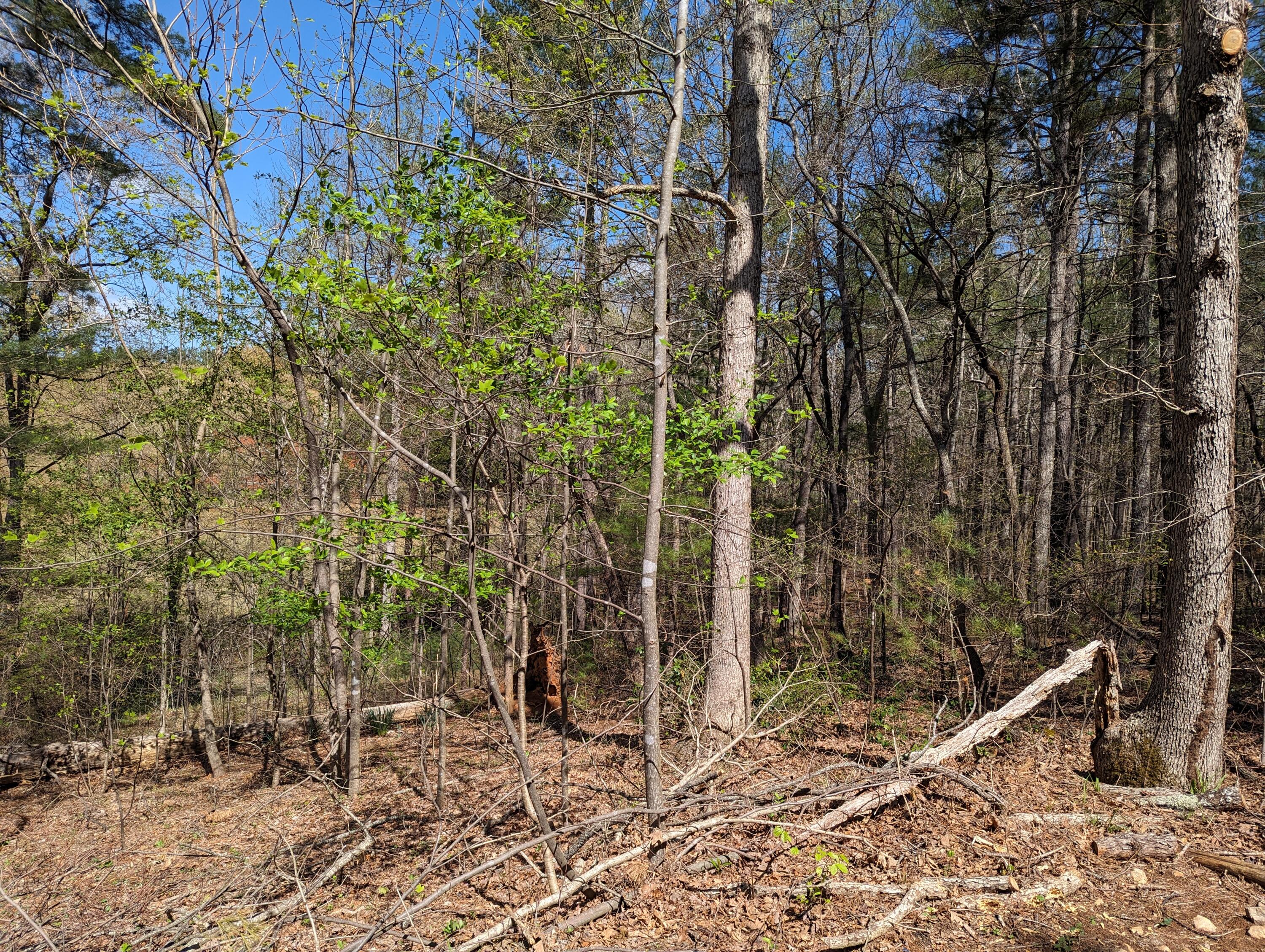 515 Sweetbriar Ln Ln, Boones Mill, Virginia image 39