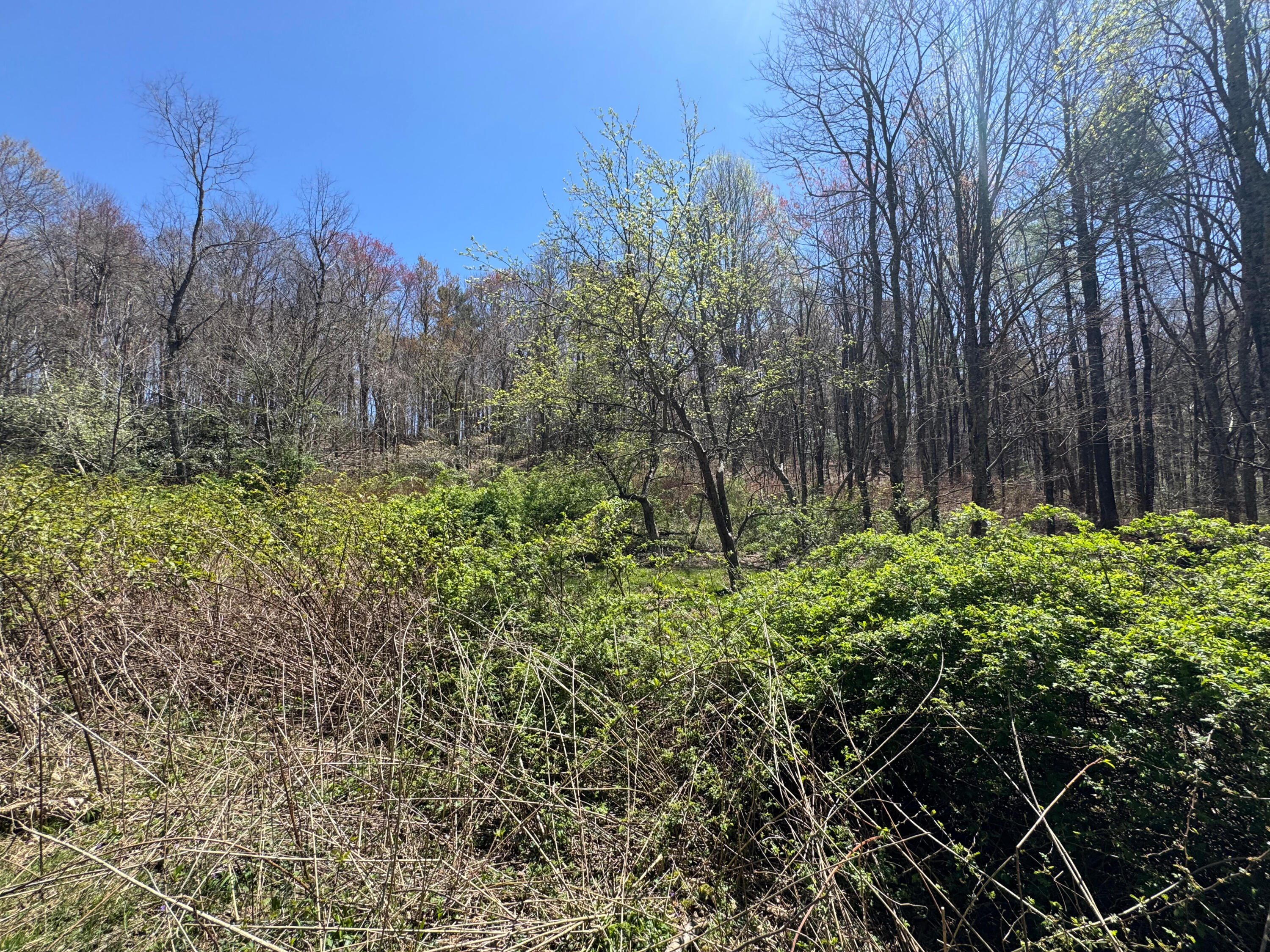 Cherry Creek Rd, Meadows of Dan, Virginia image 18
