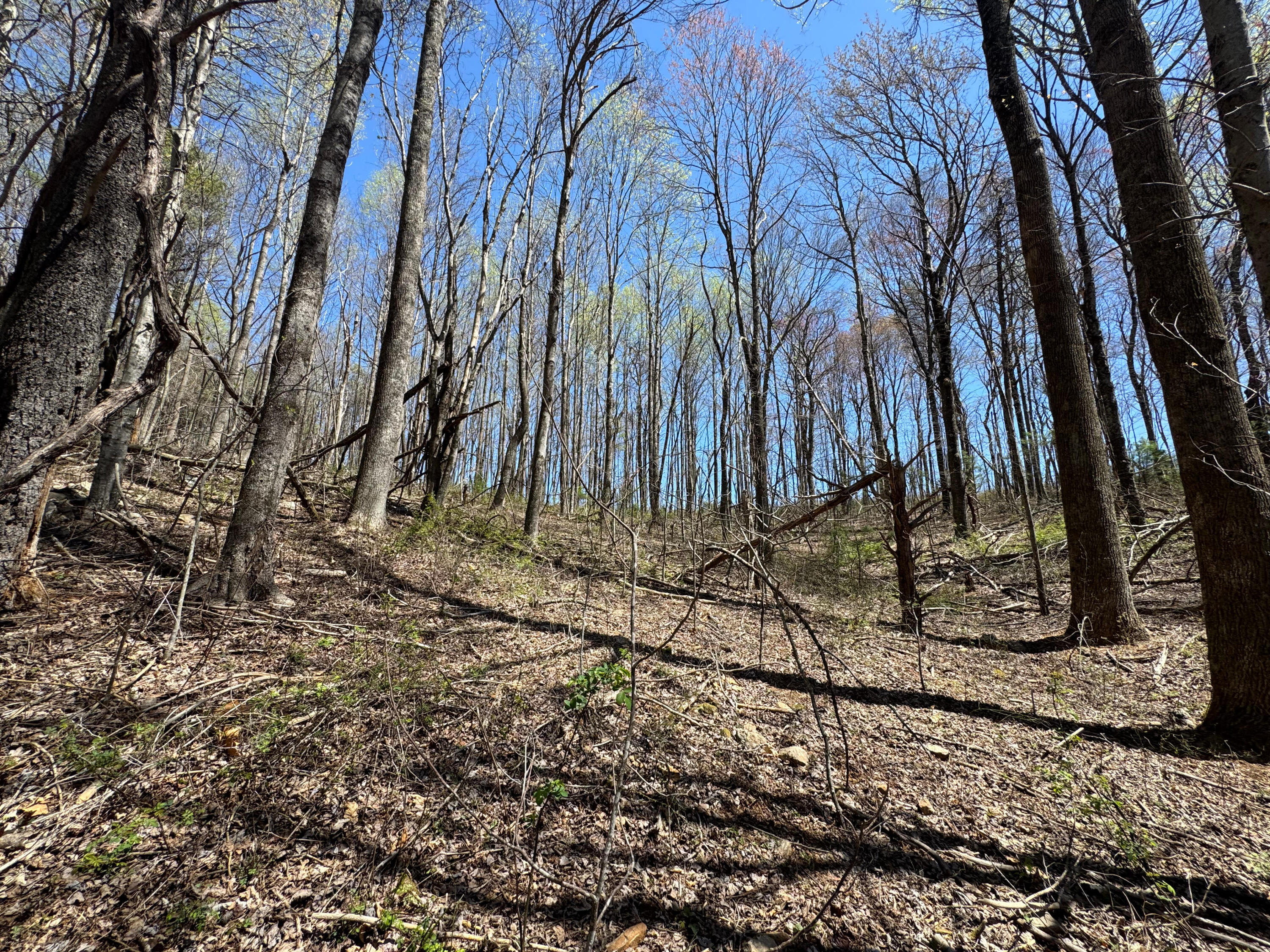 Cherry Creek Rd, Meadows of Dan, Virginia image 5