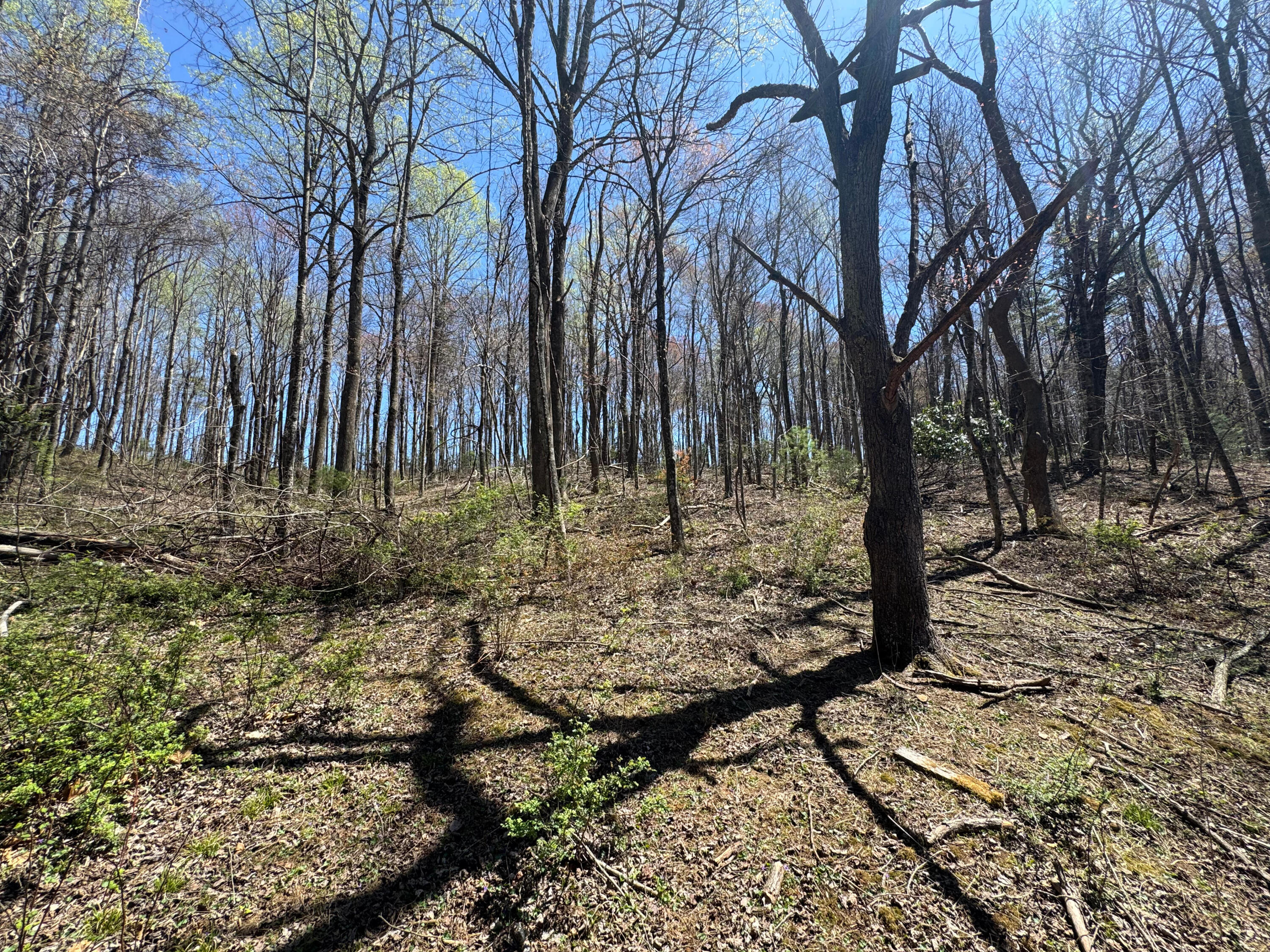Cherry Creek Rd, Meadows of Dan, Virginia image 26