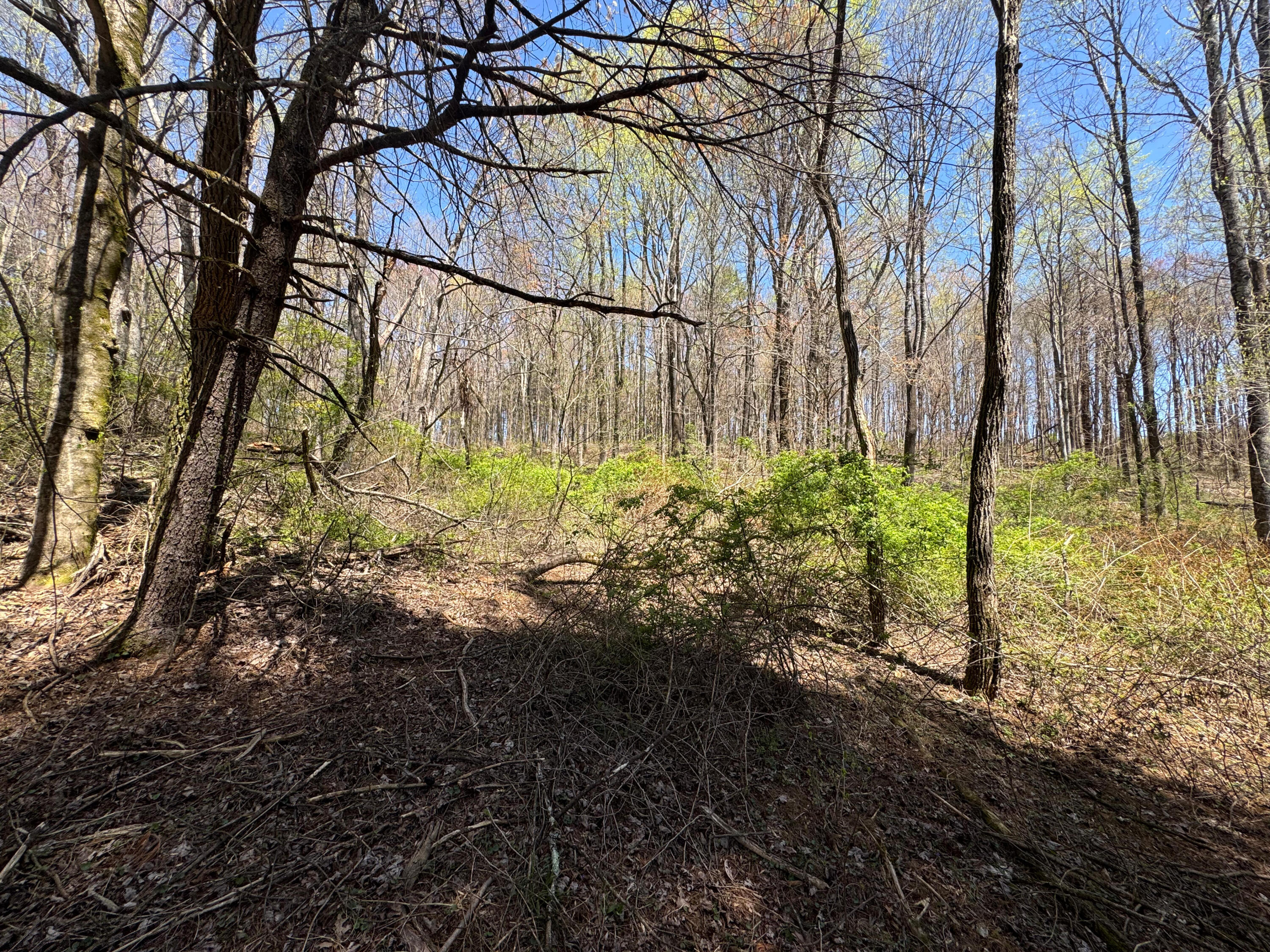 Cherry Creek Rd, Meadows of Dan, Virginia image 24