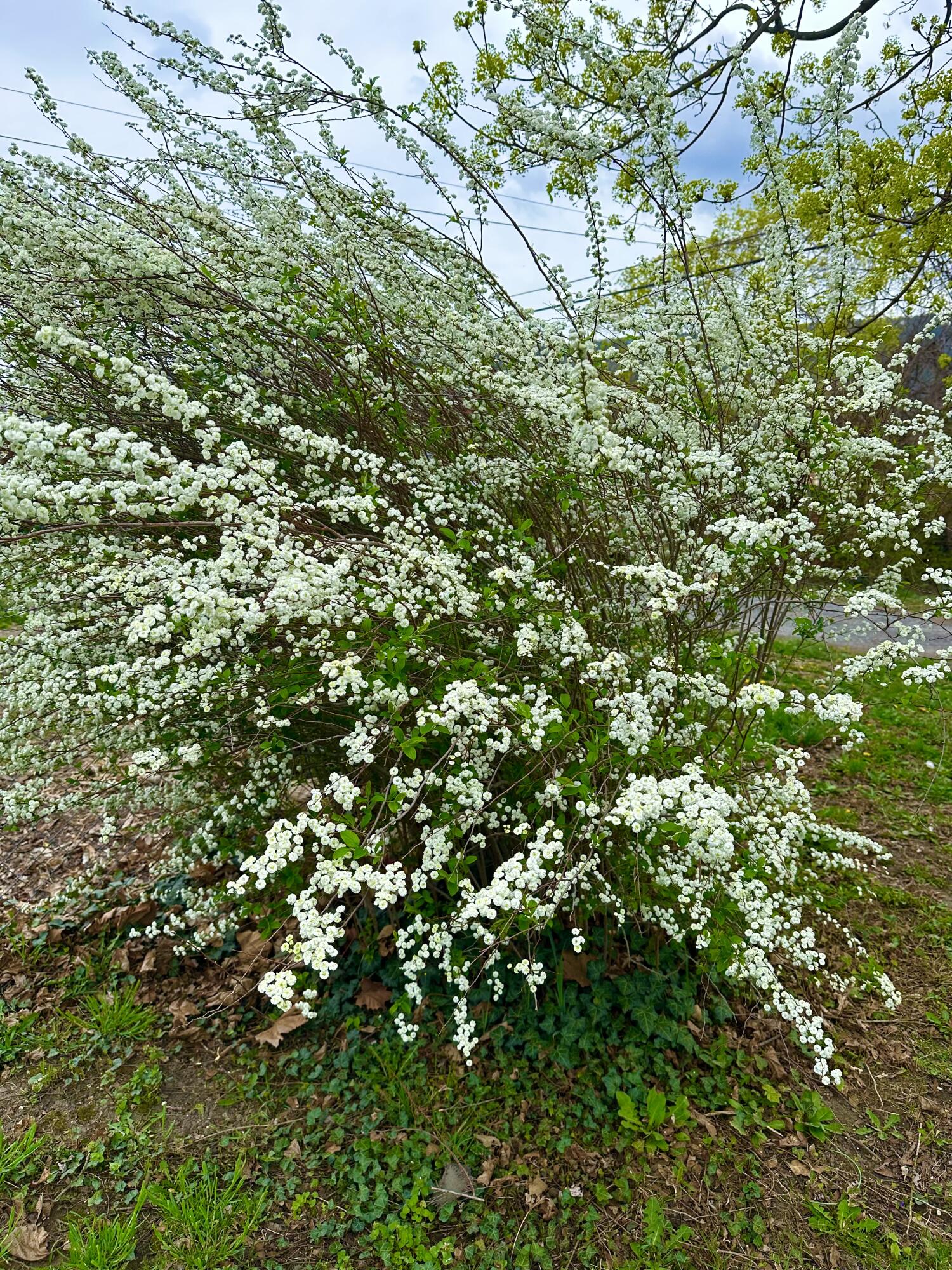 613 Pine St, Clifton Forge, Virginia image 22