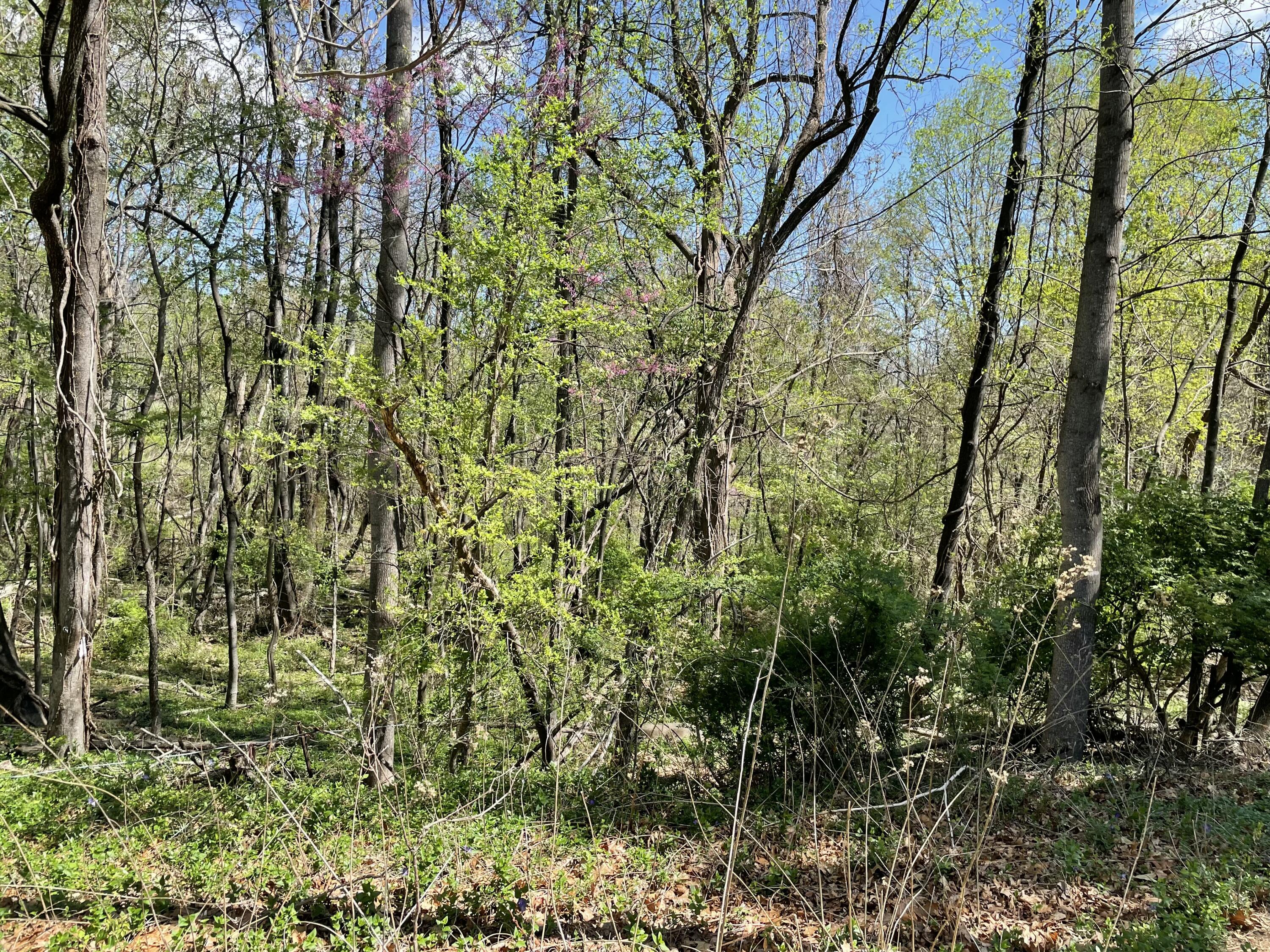 Lot 5 Fort Lewis Church Rd, Salem, Virginia image 5