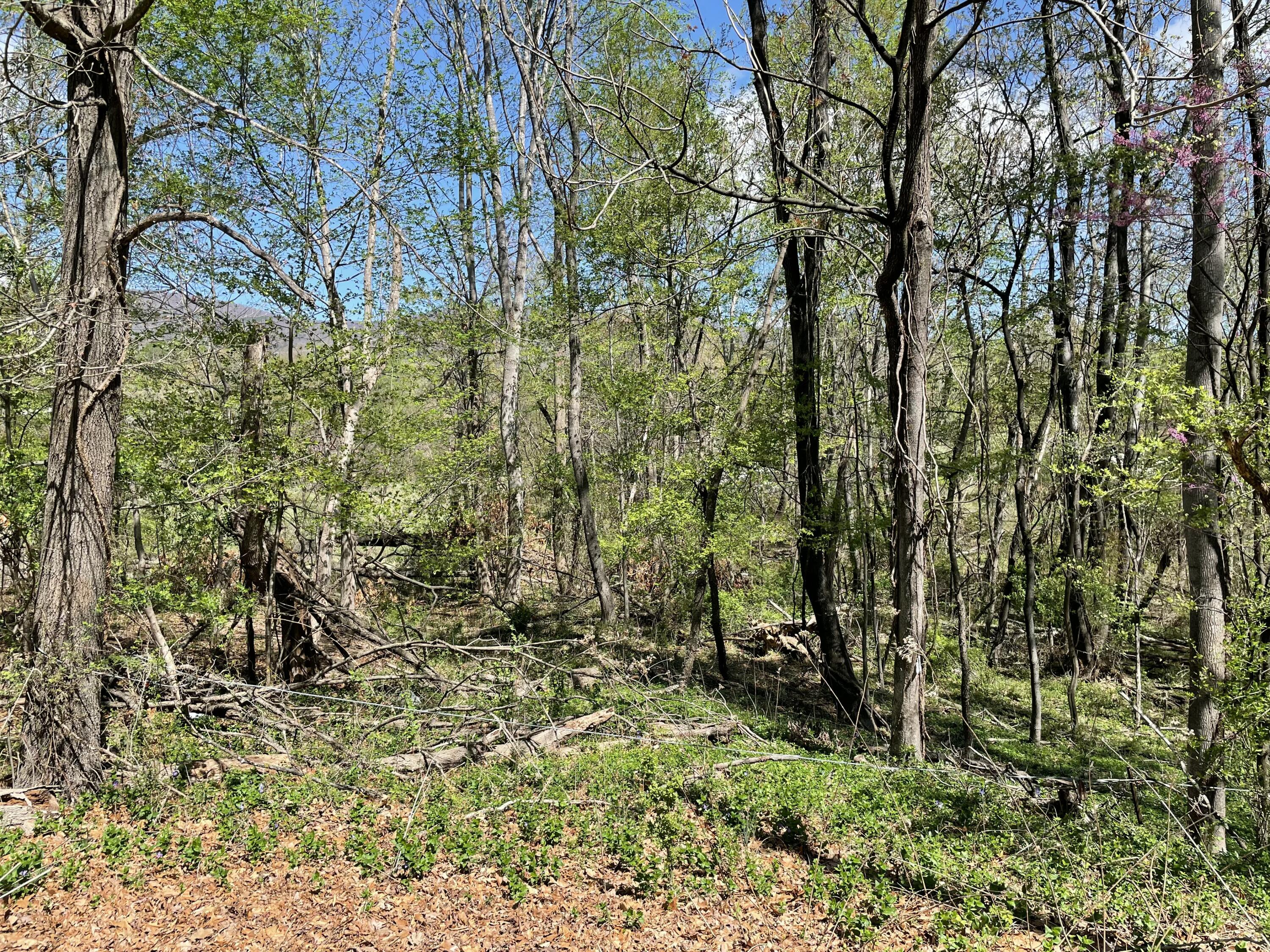 Lot 5 Fort Lewis Church Rd, Salem, Virginia image 6