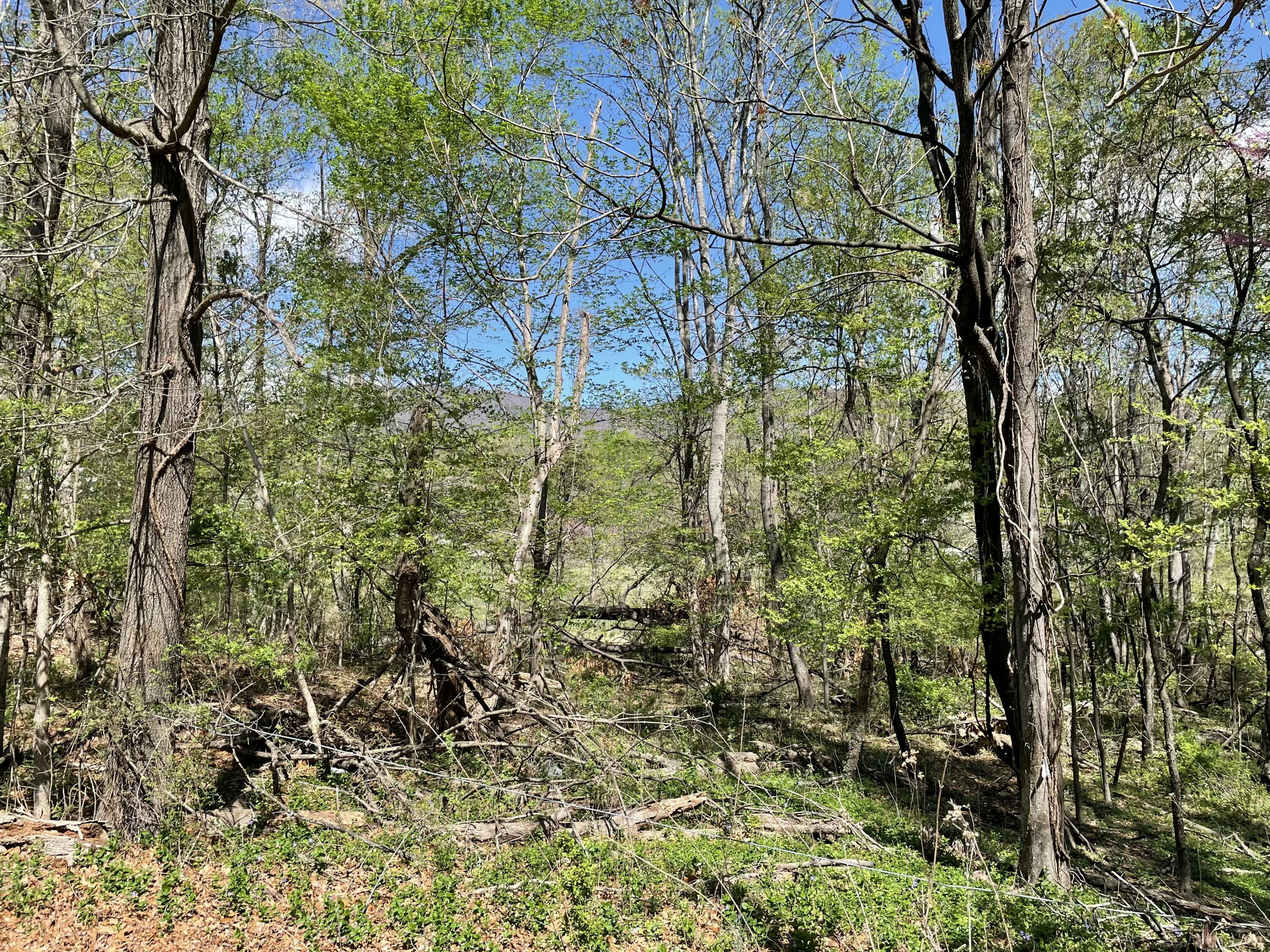 Lot 5 Fort Lewis Church Rd, Salem, Virginia image 4