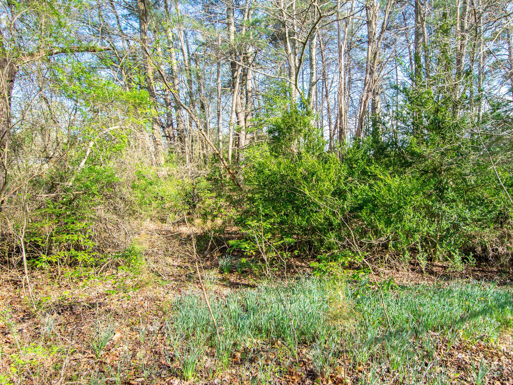Wingfield Orchard Rd, Martinsville, Ohio image 12