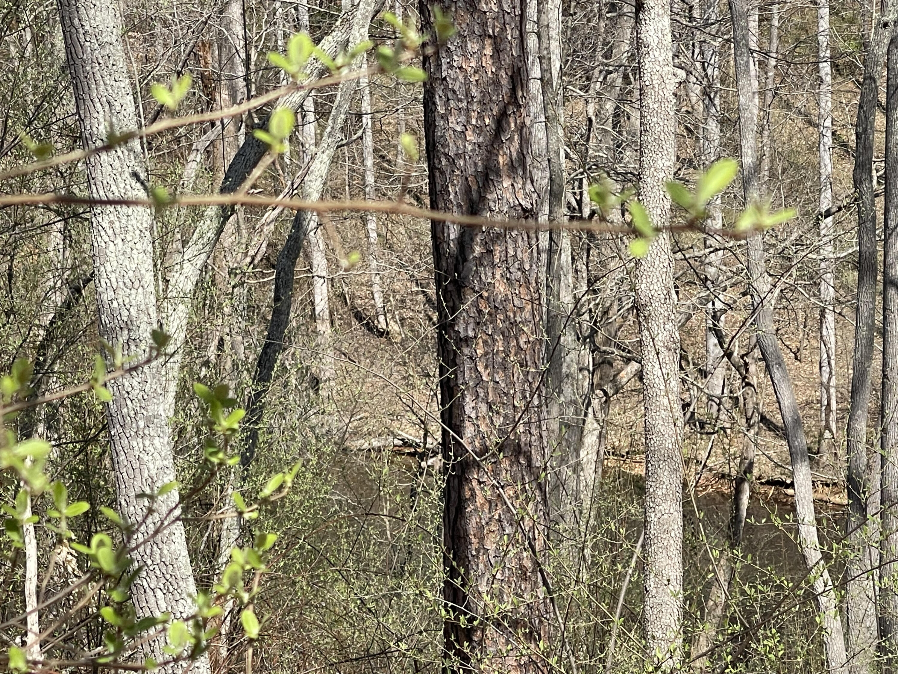 15 Watchtower Dr, Moneta, Virginia image 3