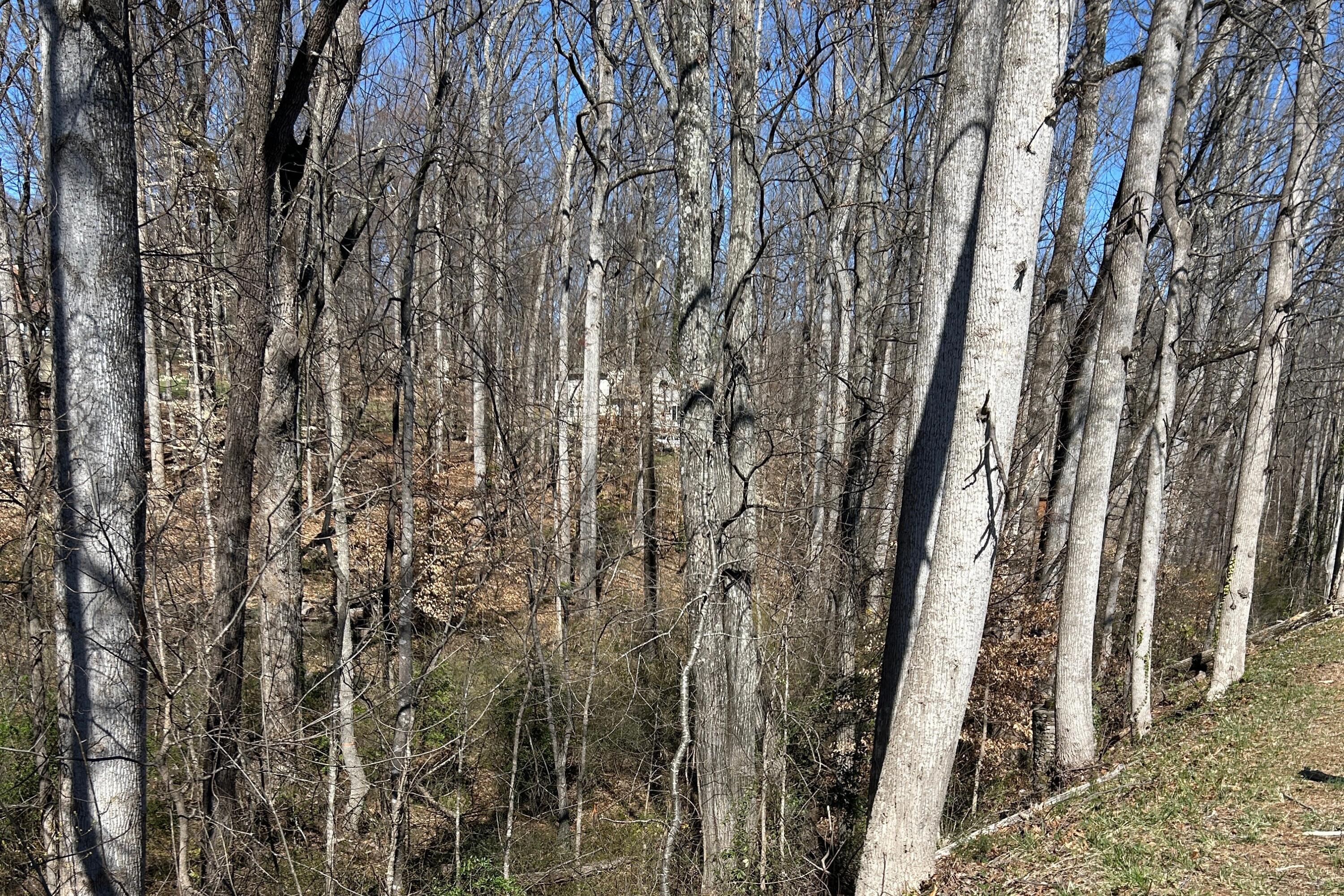 2590 Linkhorne Dr, Lynchburg, Virginia image 3