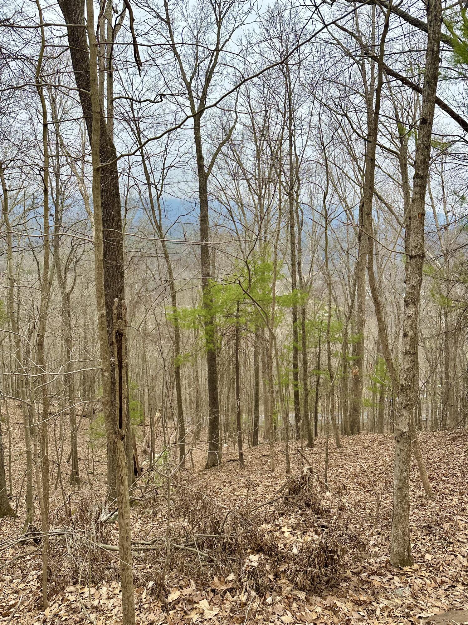 Taylor Ln, Covington, Virginia image 4