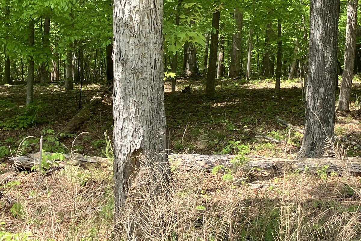 Lot 8 Red Barn Ln, Wirtz, Virginia image 6