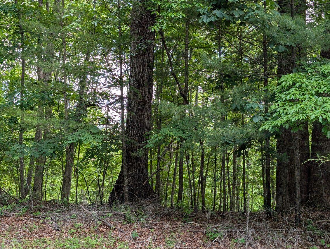 Bousman Cir, Hardy, Virginia image 3