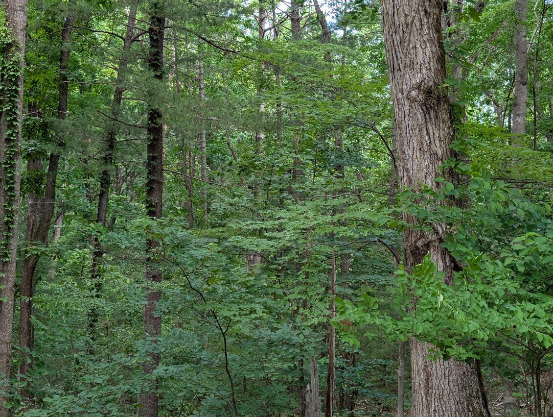 Bousman Cir, Hardy, Virginia image 1