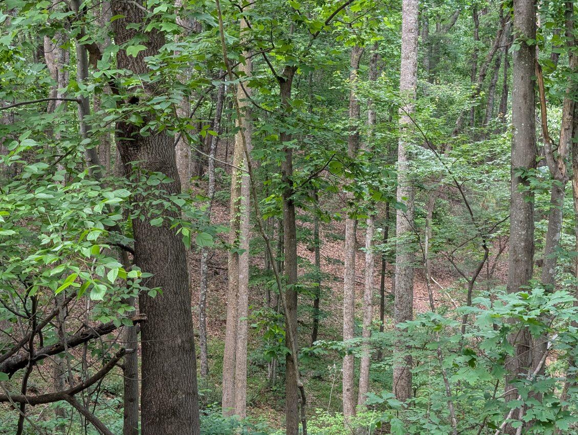Bousman Cir, Hardy, Virginia image 2