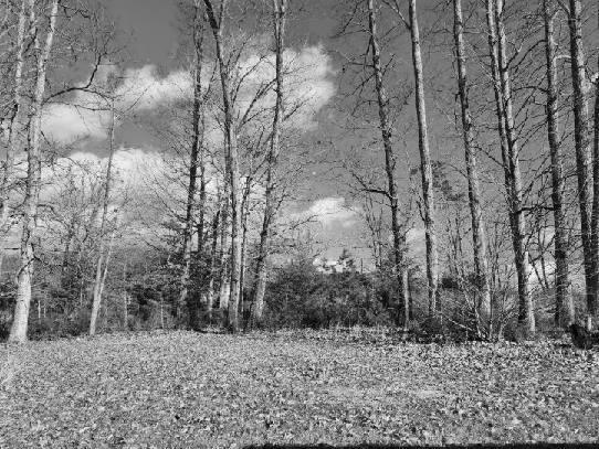 2225 Irving Rd, Thaxton, Virginia image 14