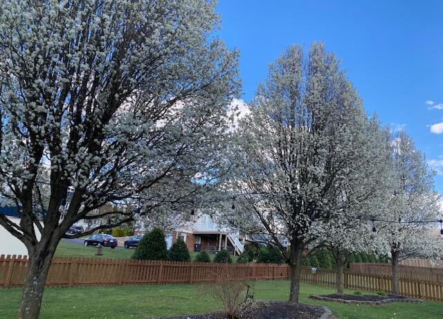 Roanoke, Virginia 24012, United States, 4 Bedrooms Bedrooms, ,3 BathroomsBathrooms,Residential,Active,220374