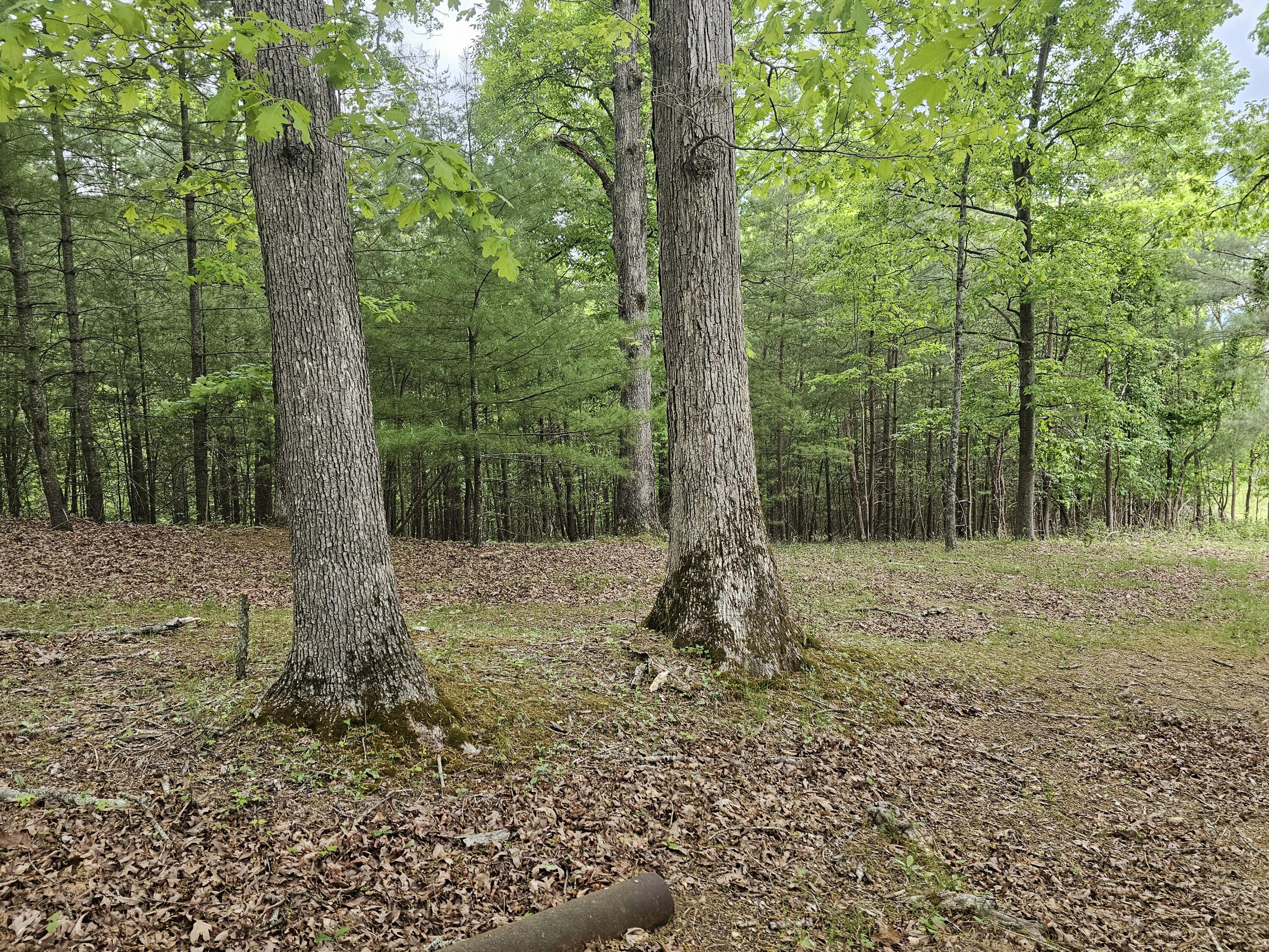 Cotton Hill Rd, Roanoke, Virginia image 8