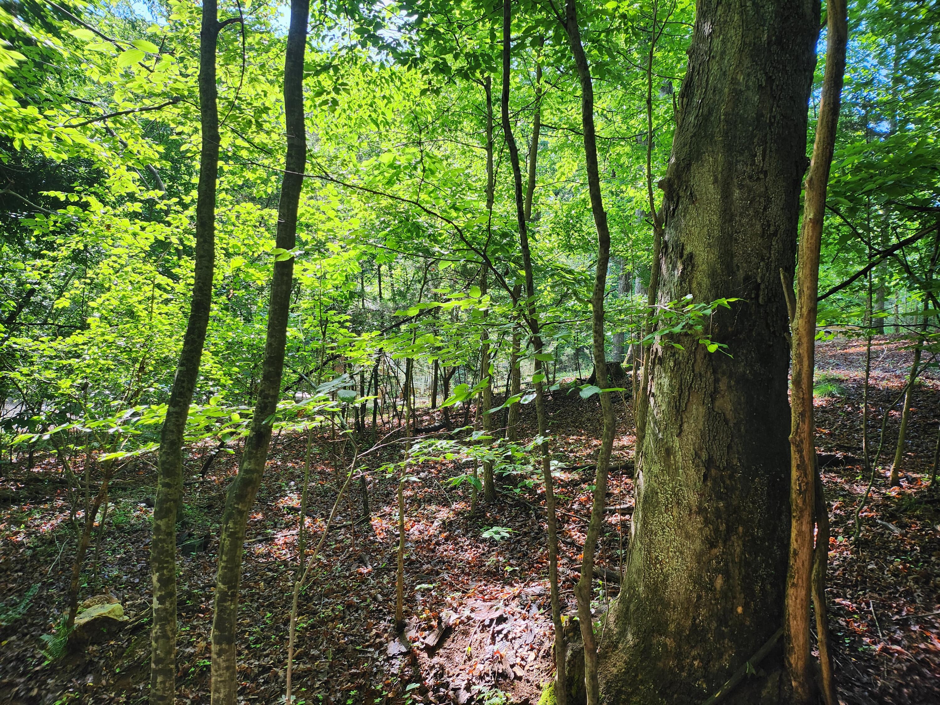 Lot 31 Forest Shores Rd, Wirtz, Virginia image 5