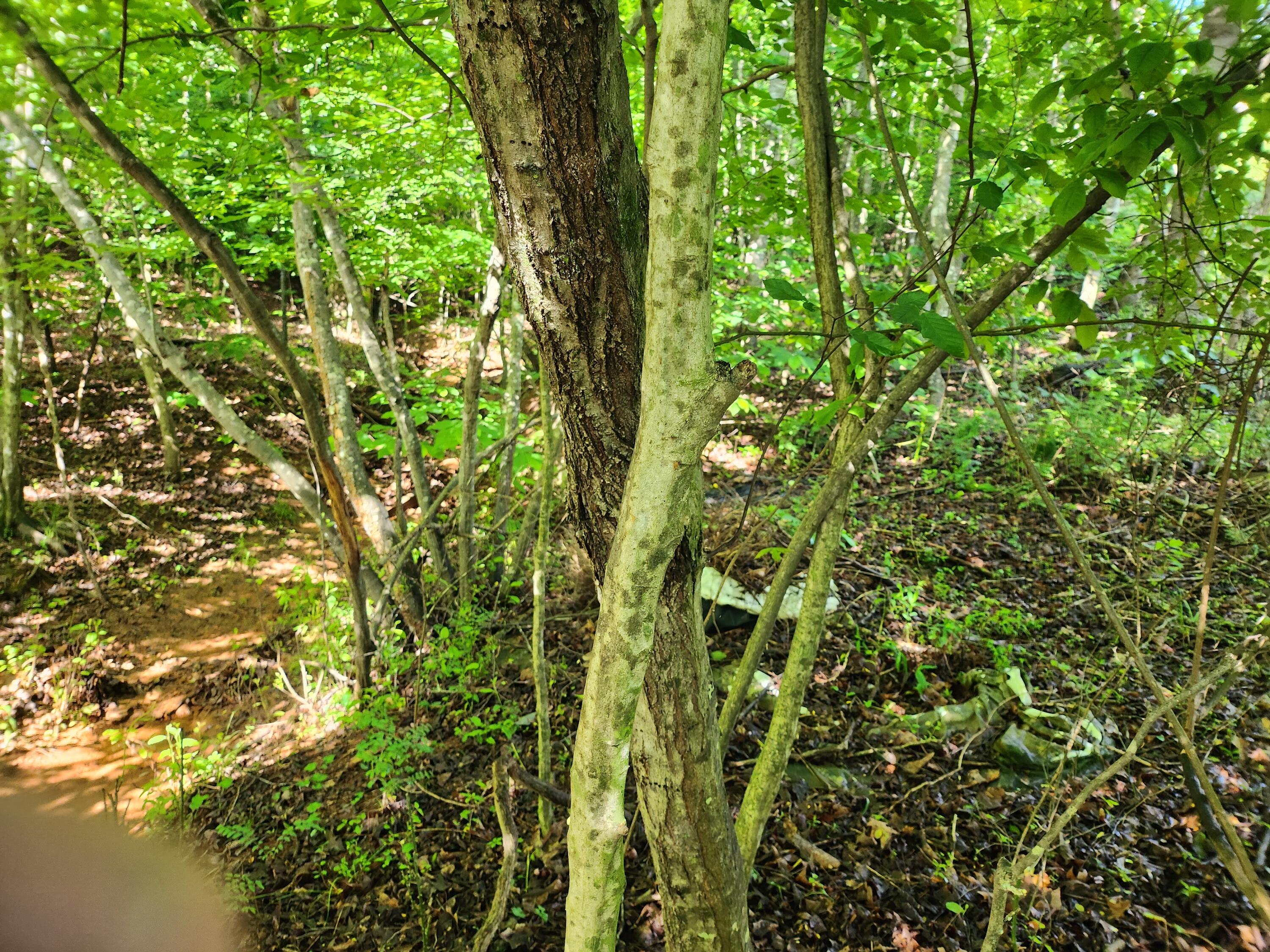 Lot 31 Forest Shores Rd, Wirtz, Virginia image 8