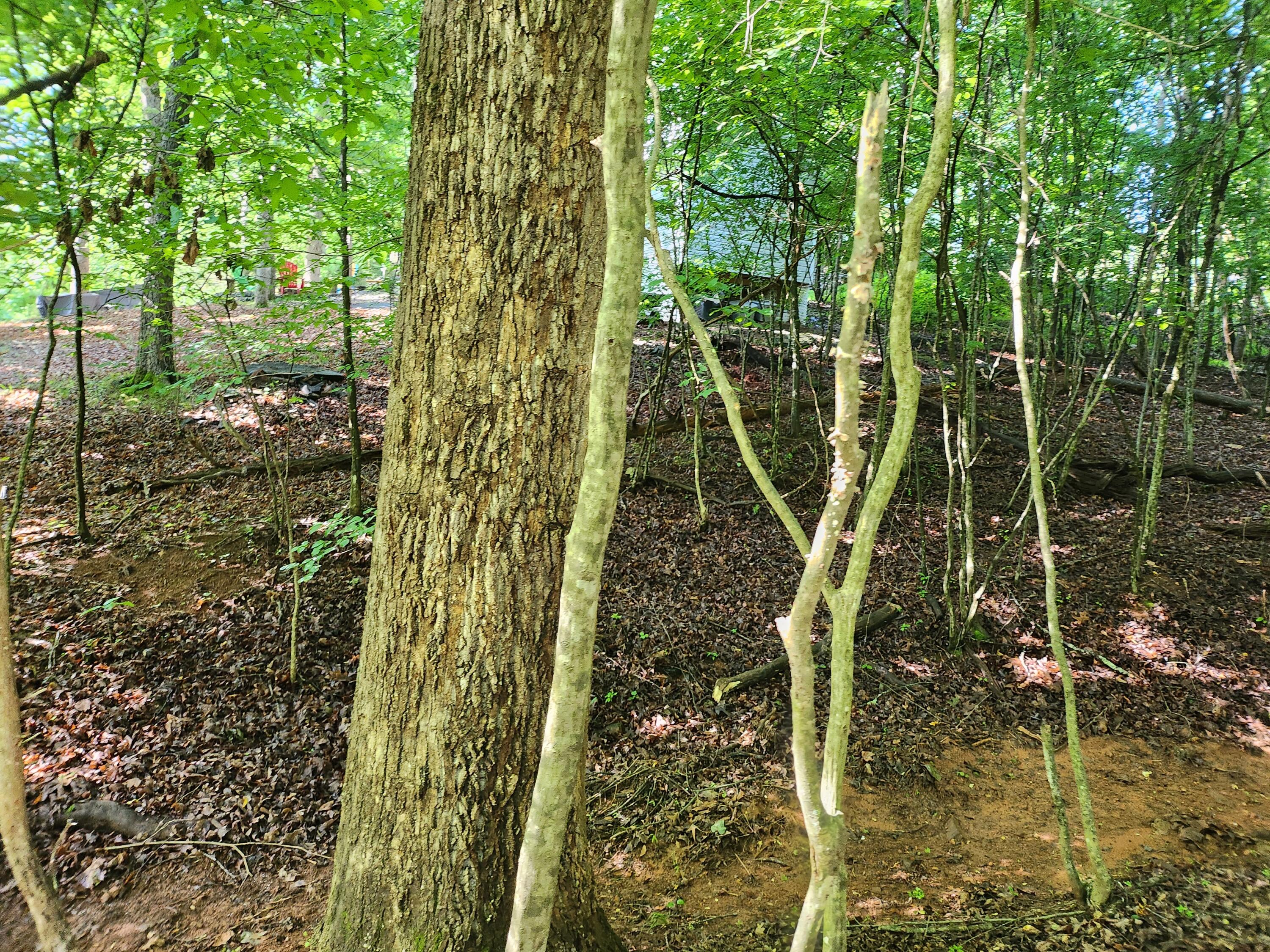 Lot 31 Forest Shores Rd, Wirtz, Virginia image 6