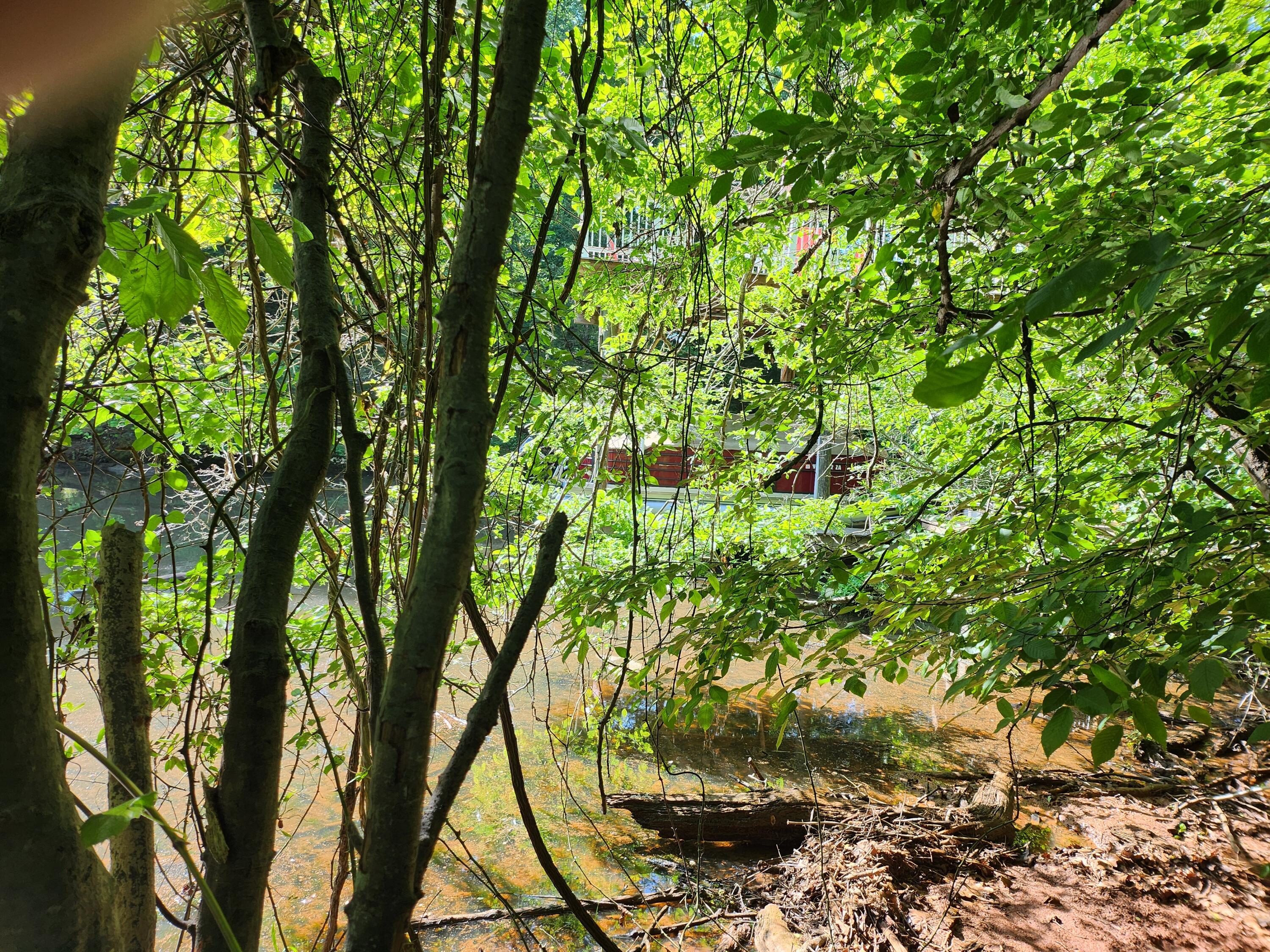 Lot 31 Forest Shores Rd, Wirtz, Virginia image 7