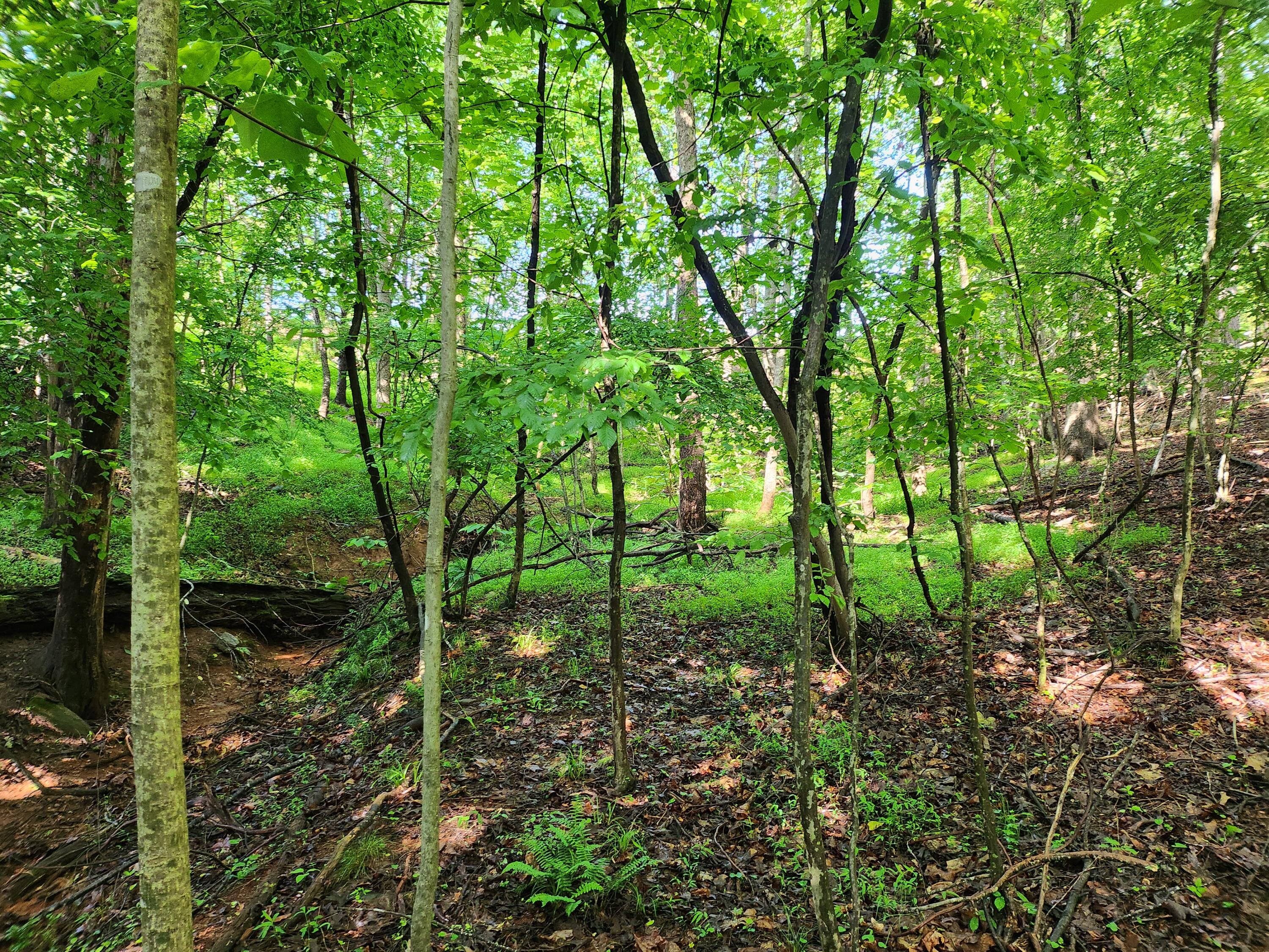 Lot 31 Forest Shores Rd, Wirtz, Virginia image 3