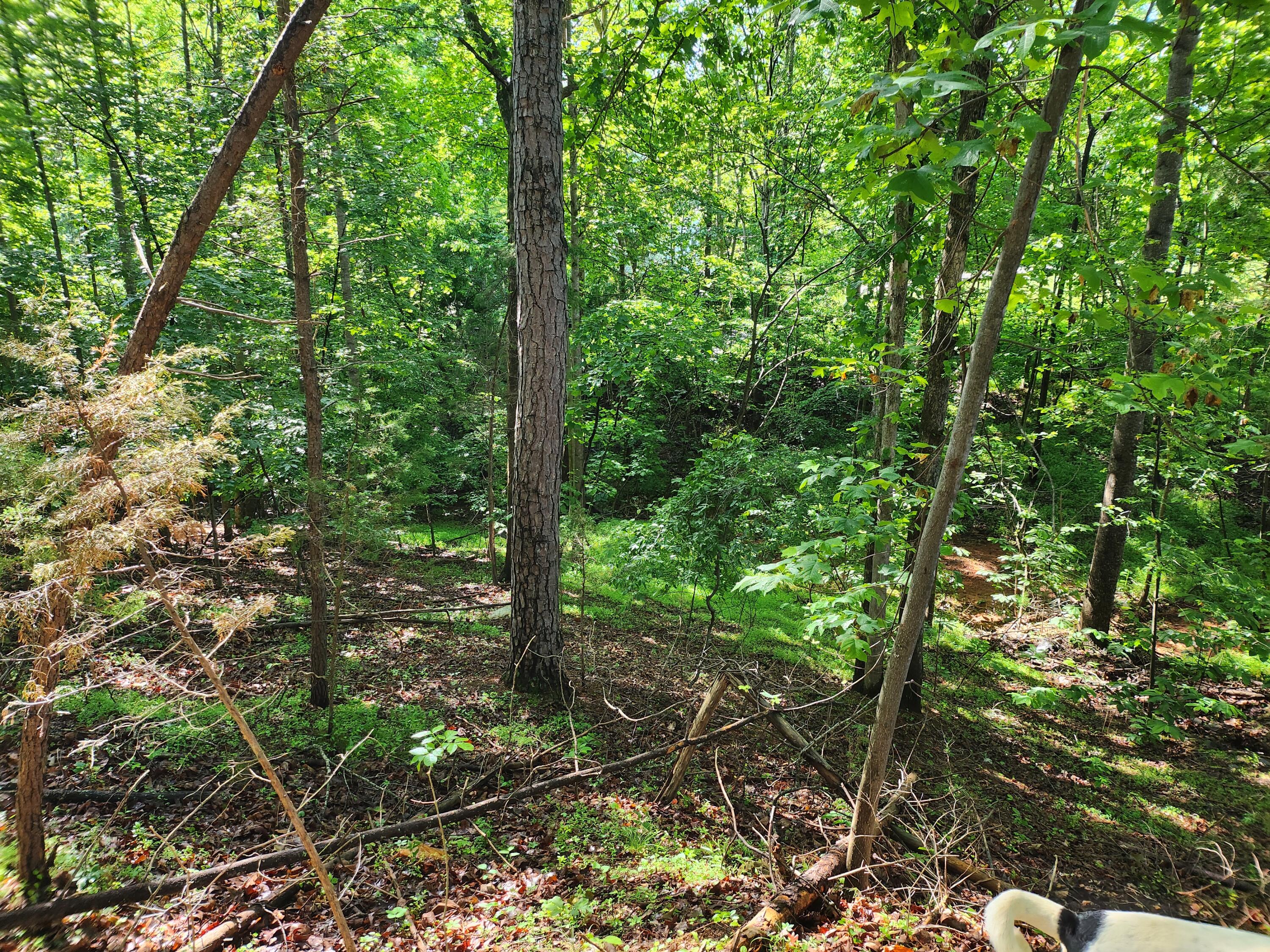 Lot 31 Forest Shores Rd, Wirtz, Virginia image 1