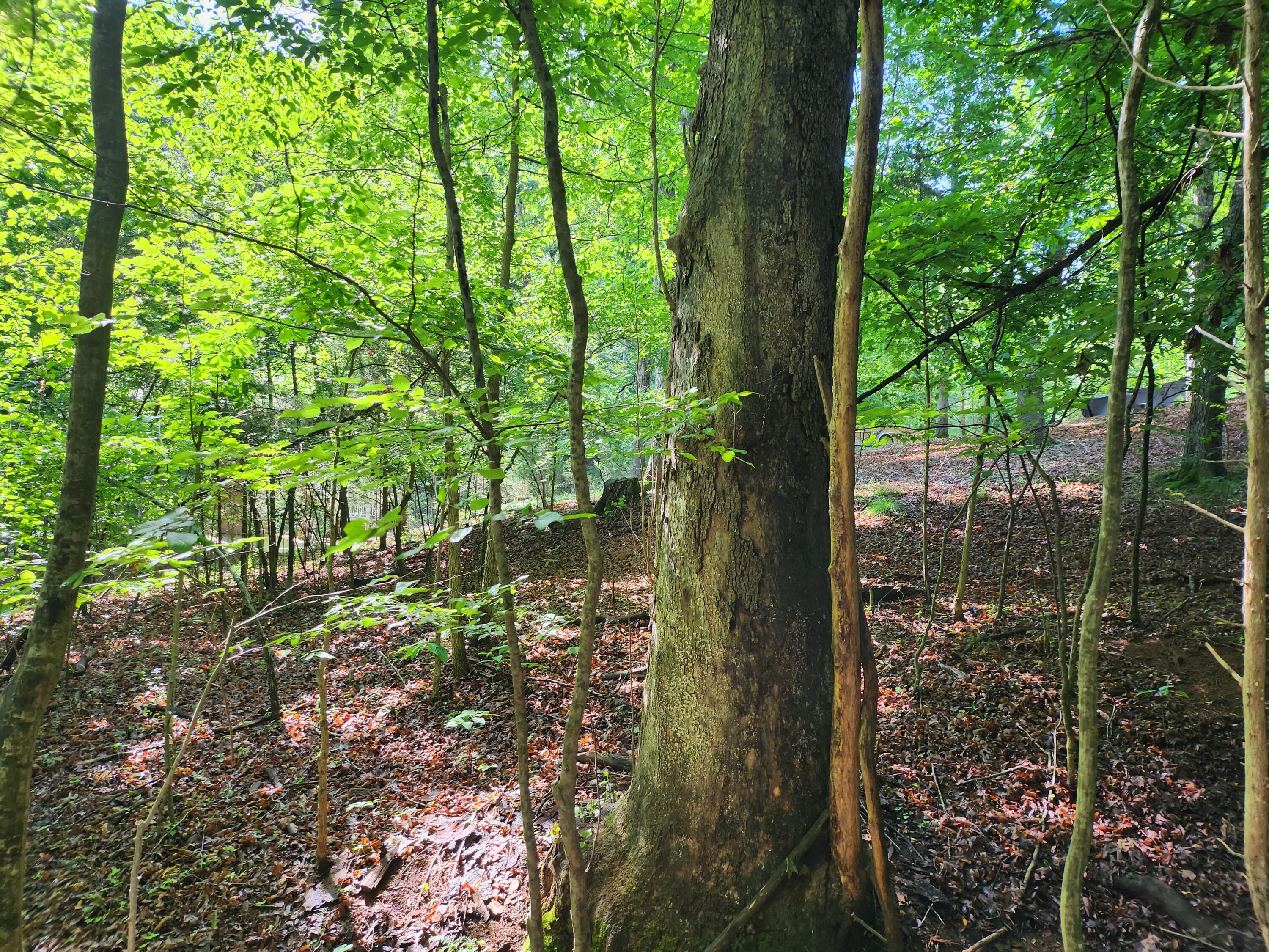 Lot 31 Forest Shores Rd, Wirtz, Virginia image 4