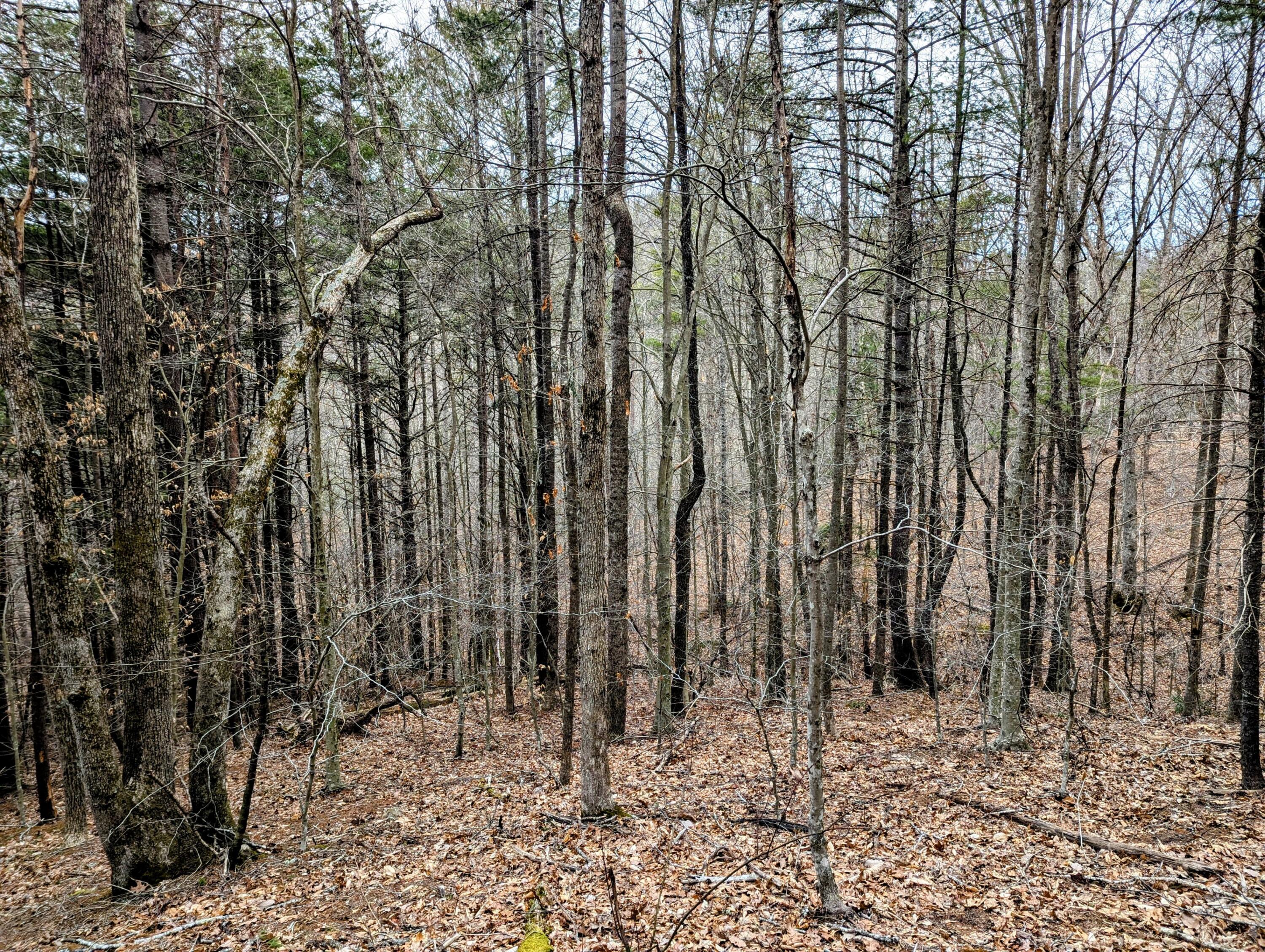 TBD Yates Rd, Shawsville, Virginia image 6
